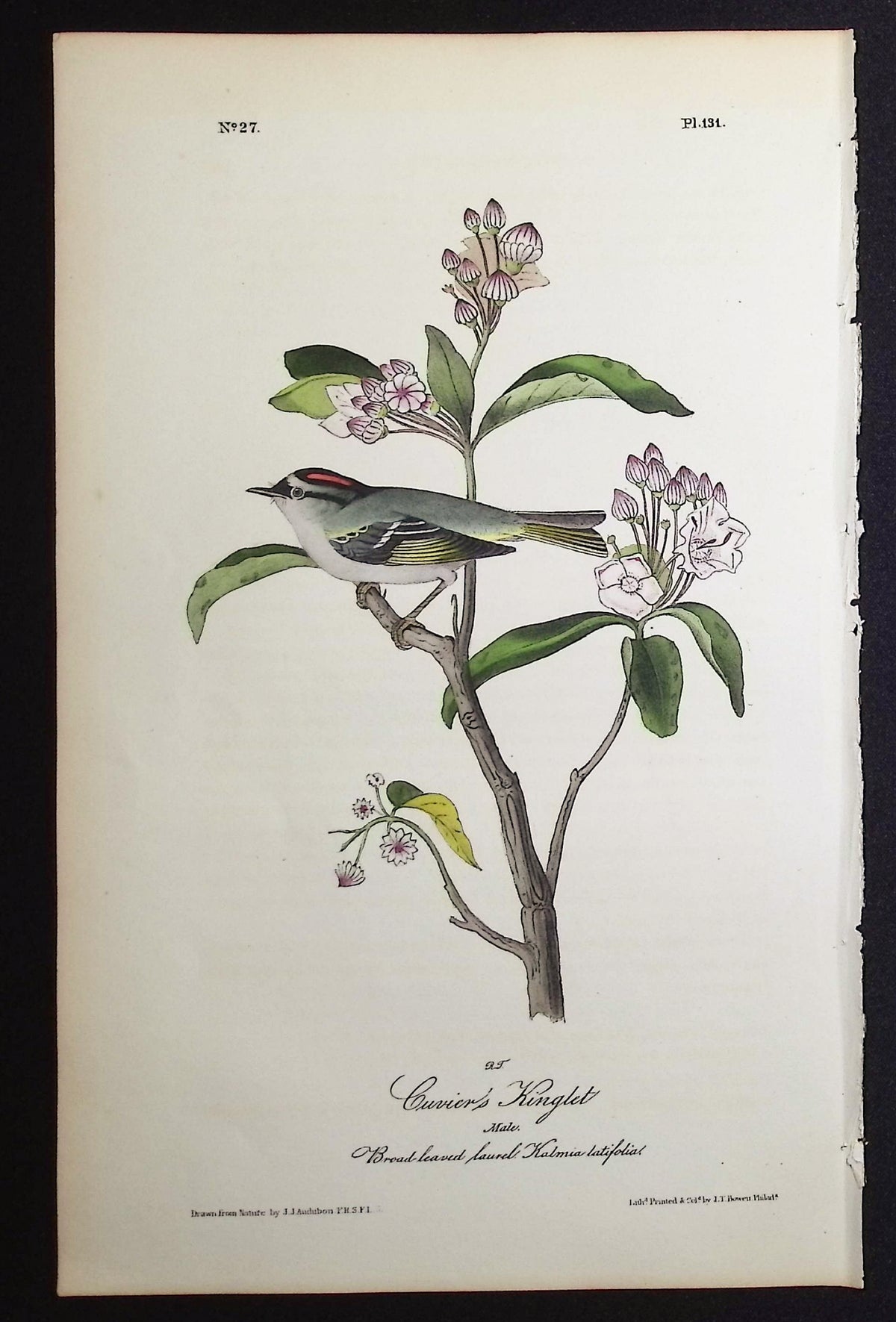 Cuvier's Kinglet