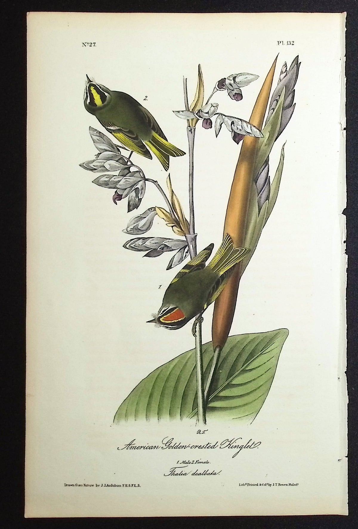 American Golden-crested Kinglet