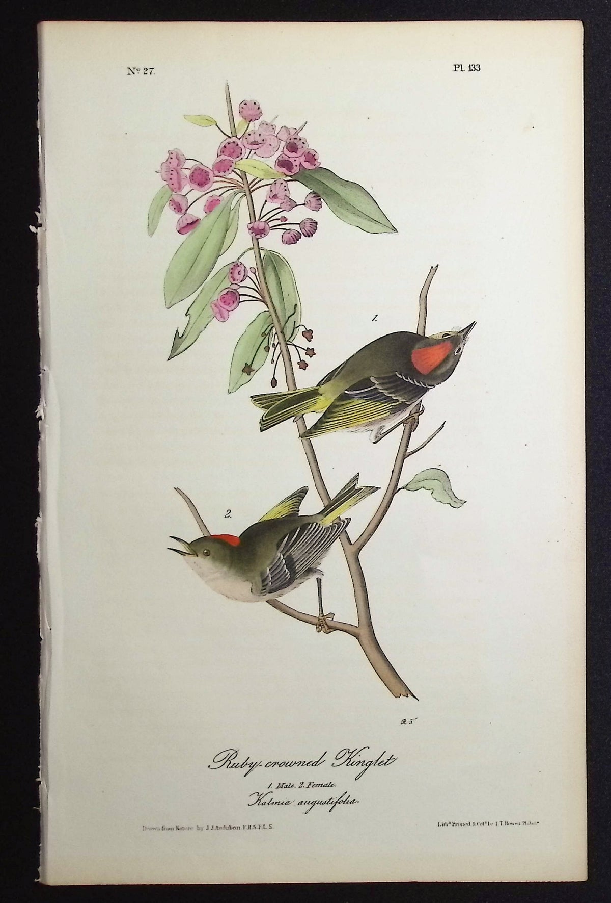 Ruby-crowned Kinglet