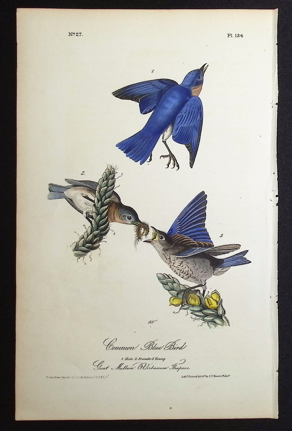 Common Blue Bird