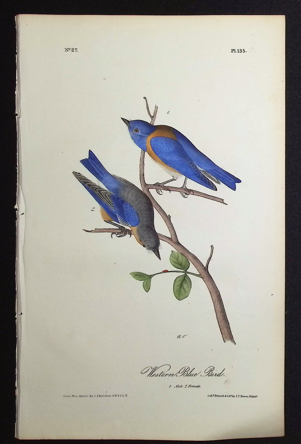 Western Blue Bird