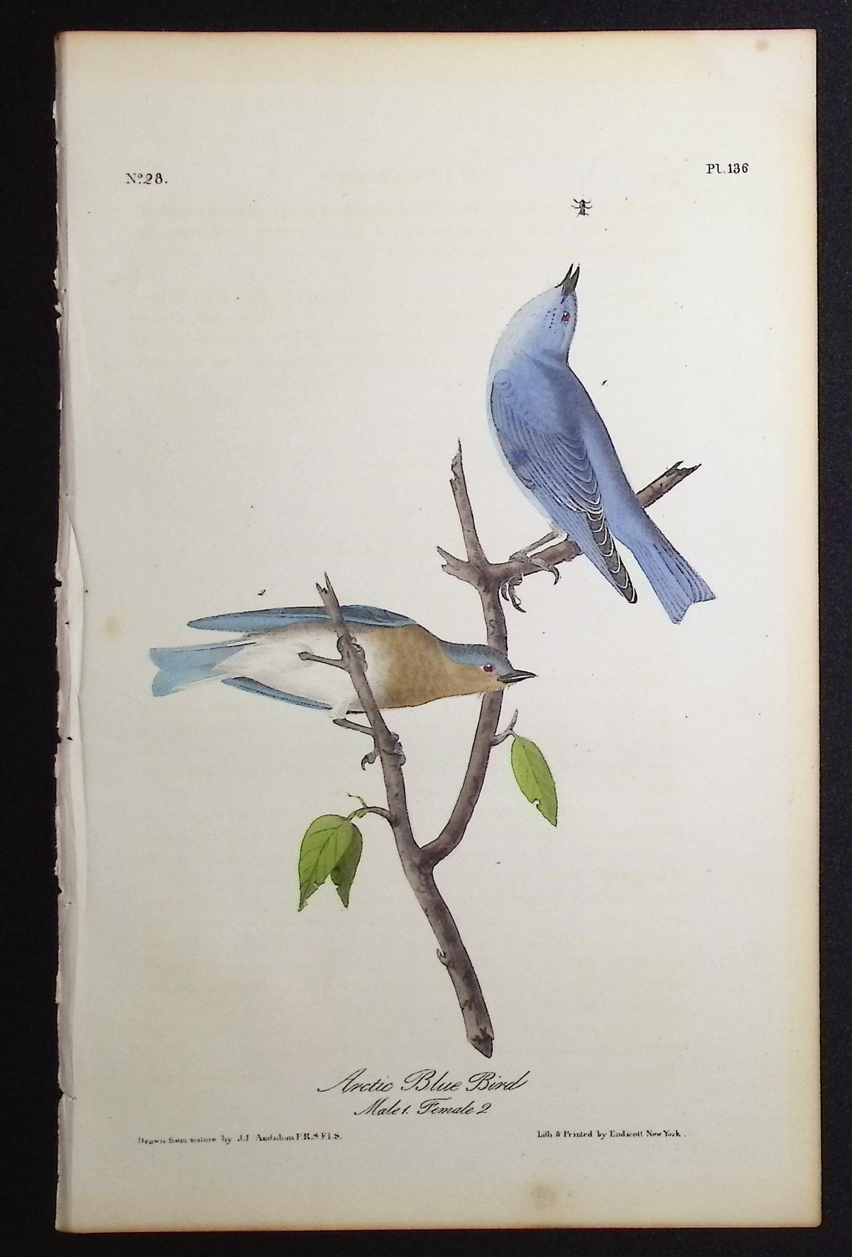 Arctic Blue Bird