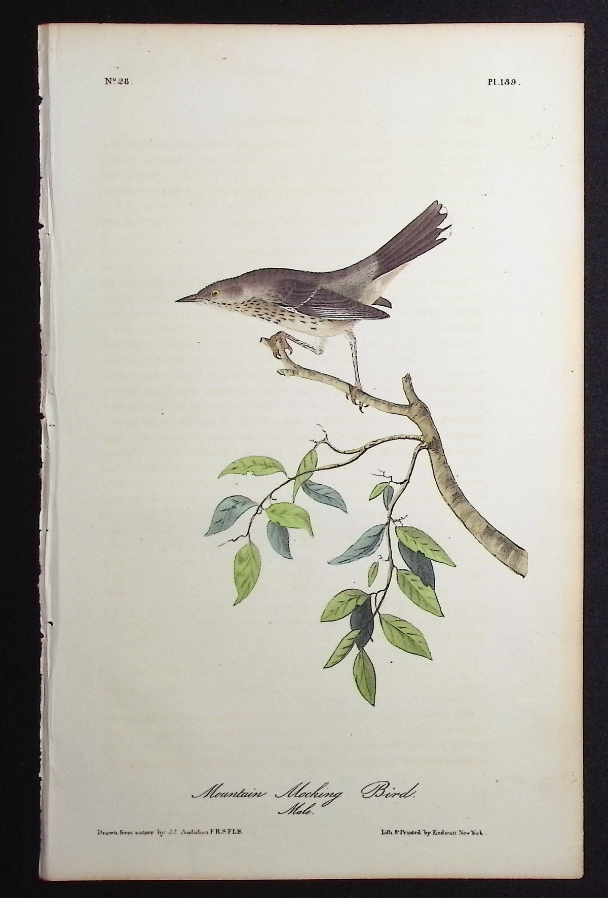 Mountain Mocking Bird