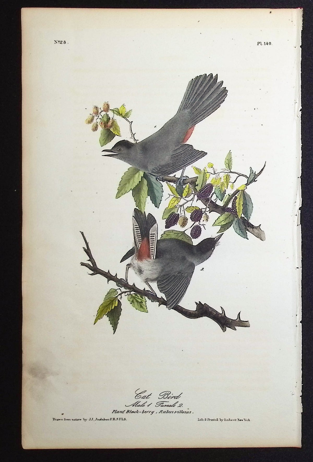 Cat Bird