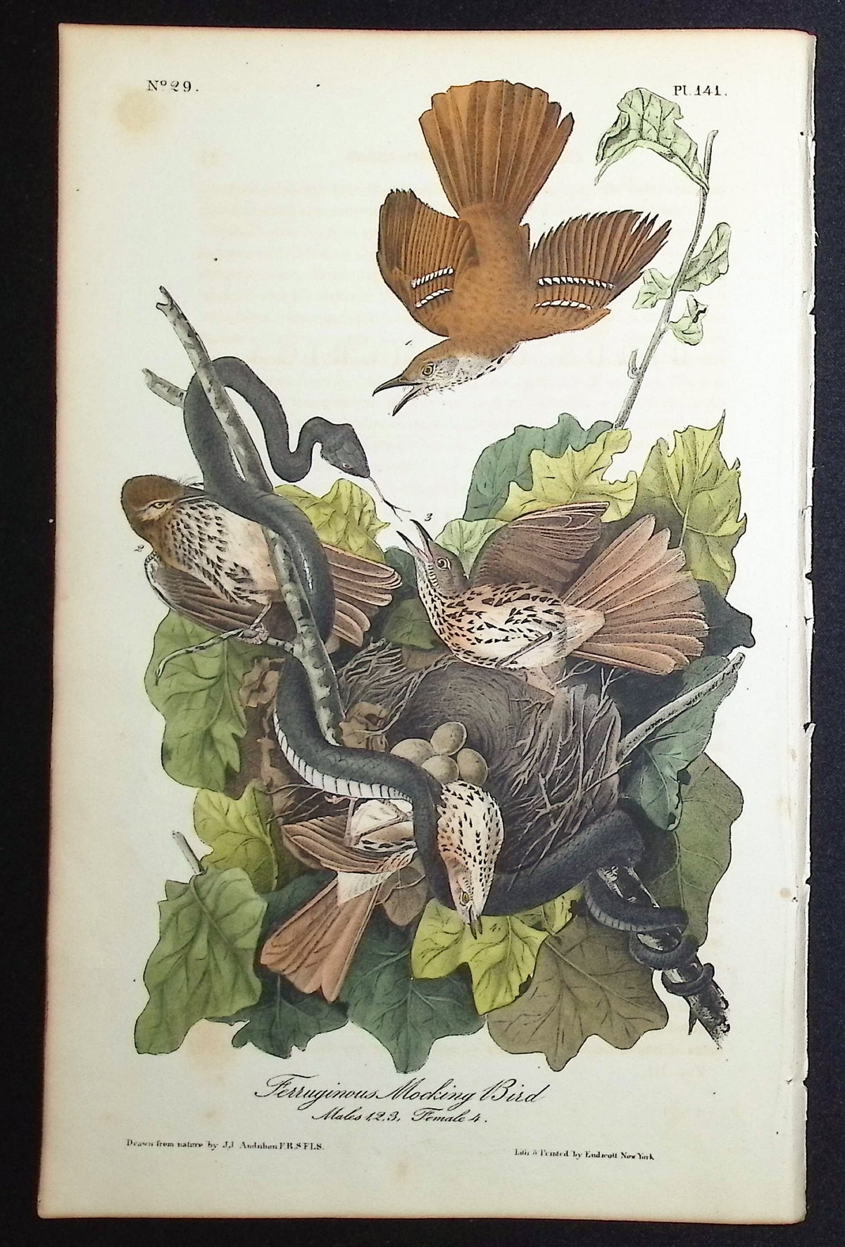 Ferruginous Mocking Bird