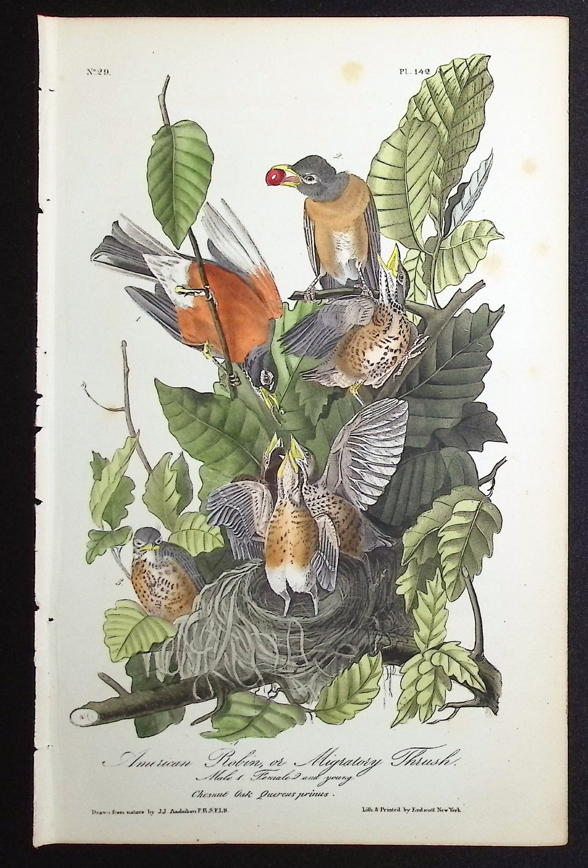 American Robin or Migratory Thrush