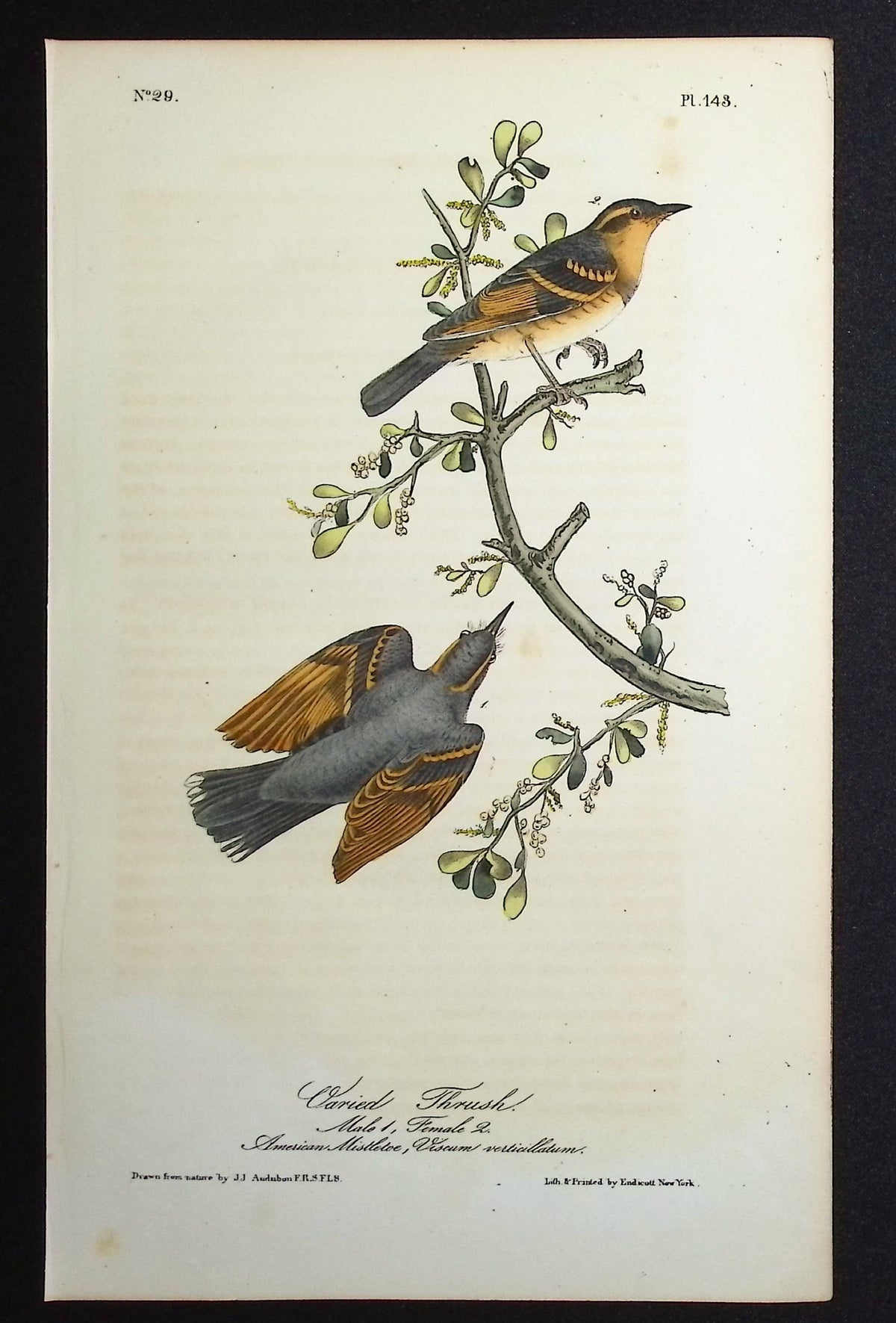 Varied Thrush