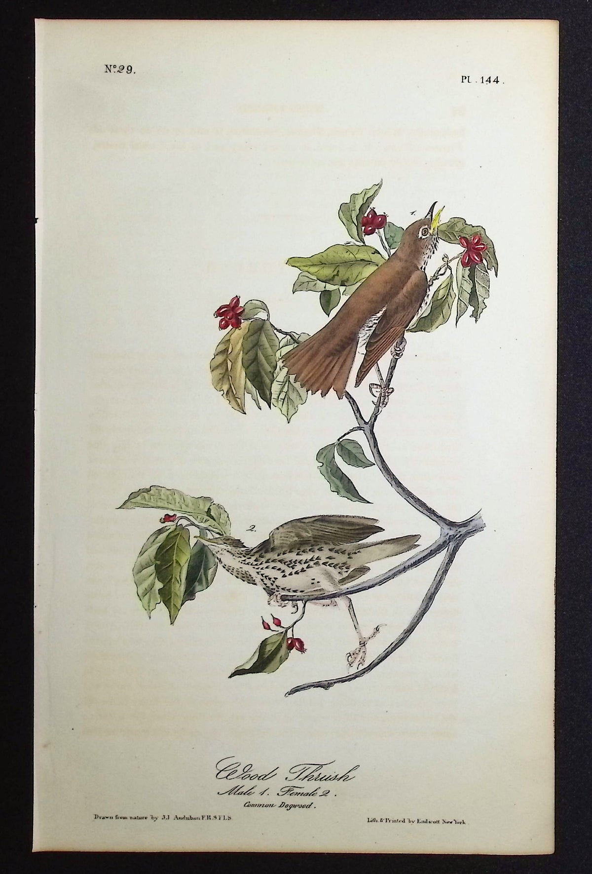 Wood Thrush