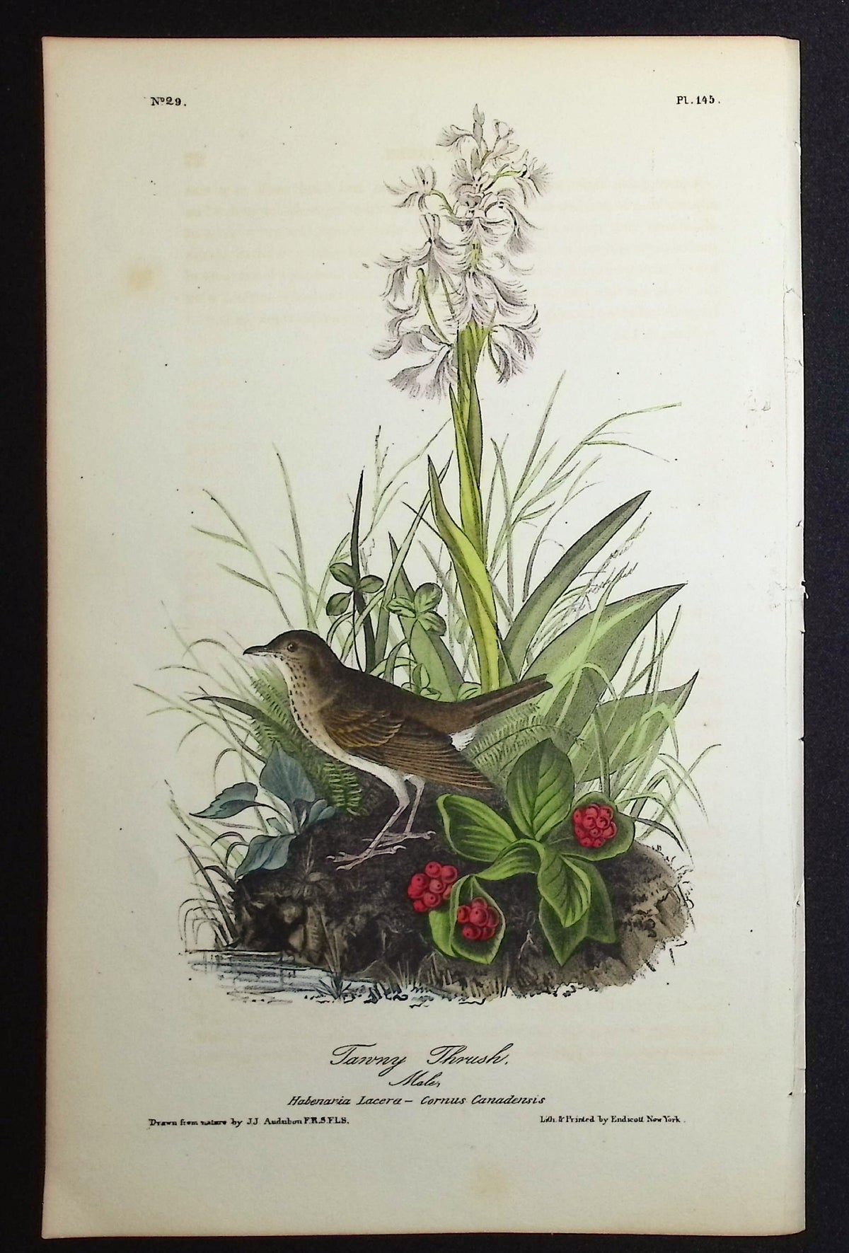Tawny Thrush