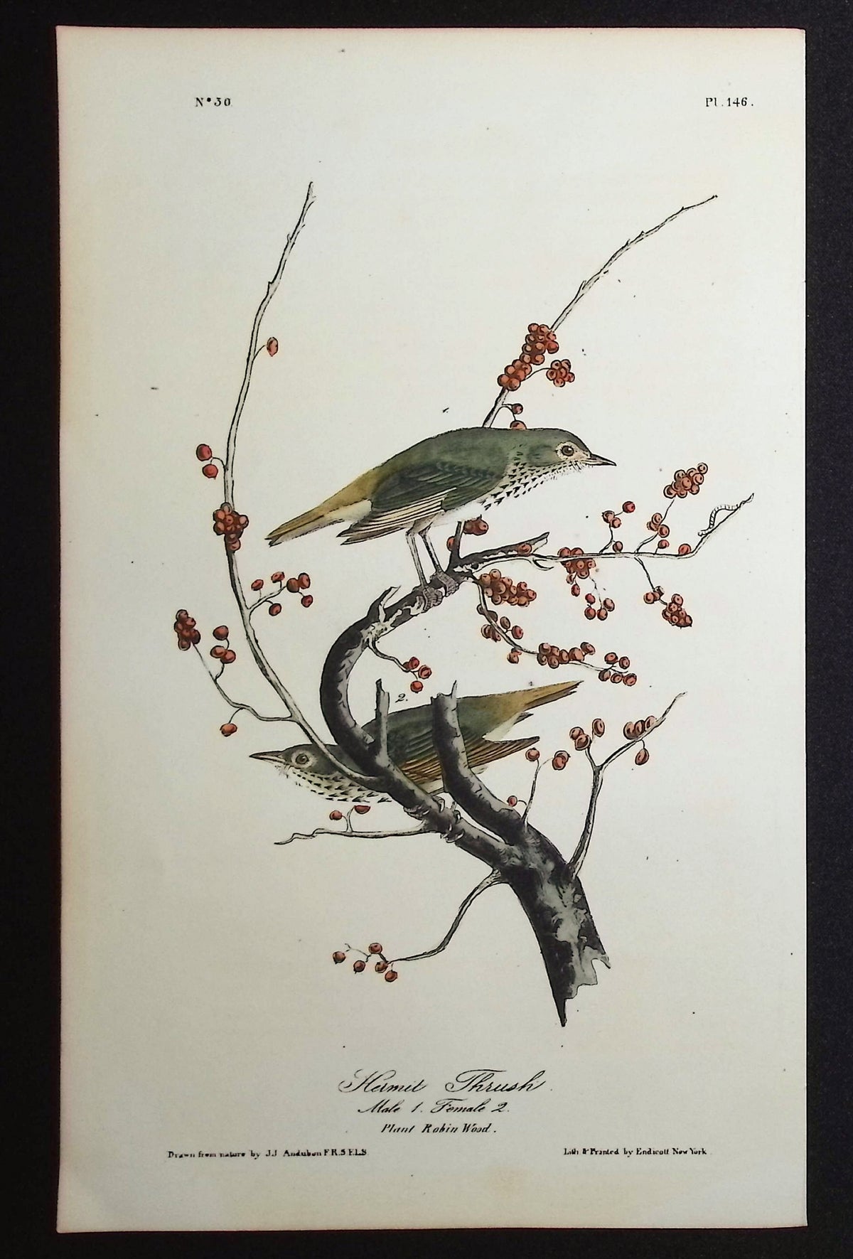 Hermit Thrush