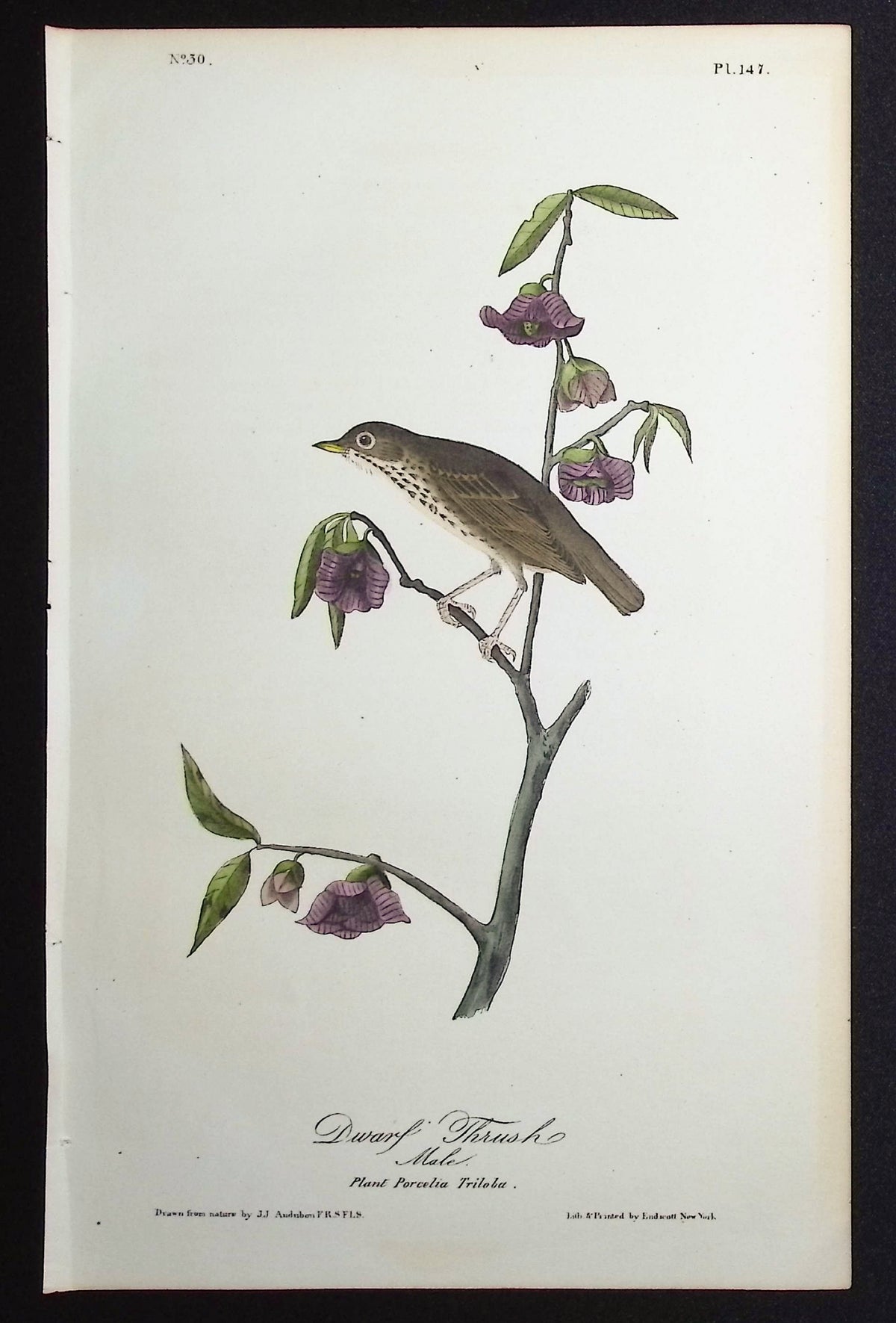 Dwarf Thrush