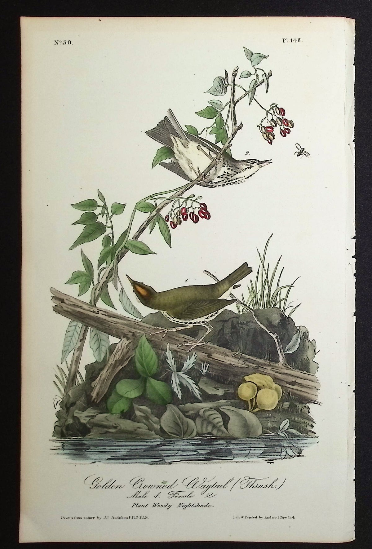 Golden Crowned Wagtail (Thrush)