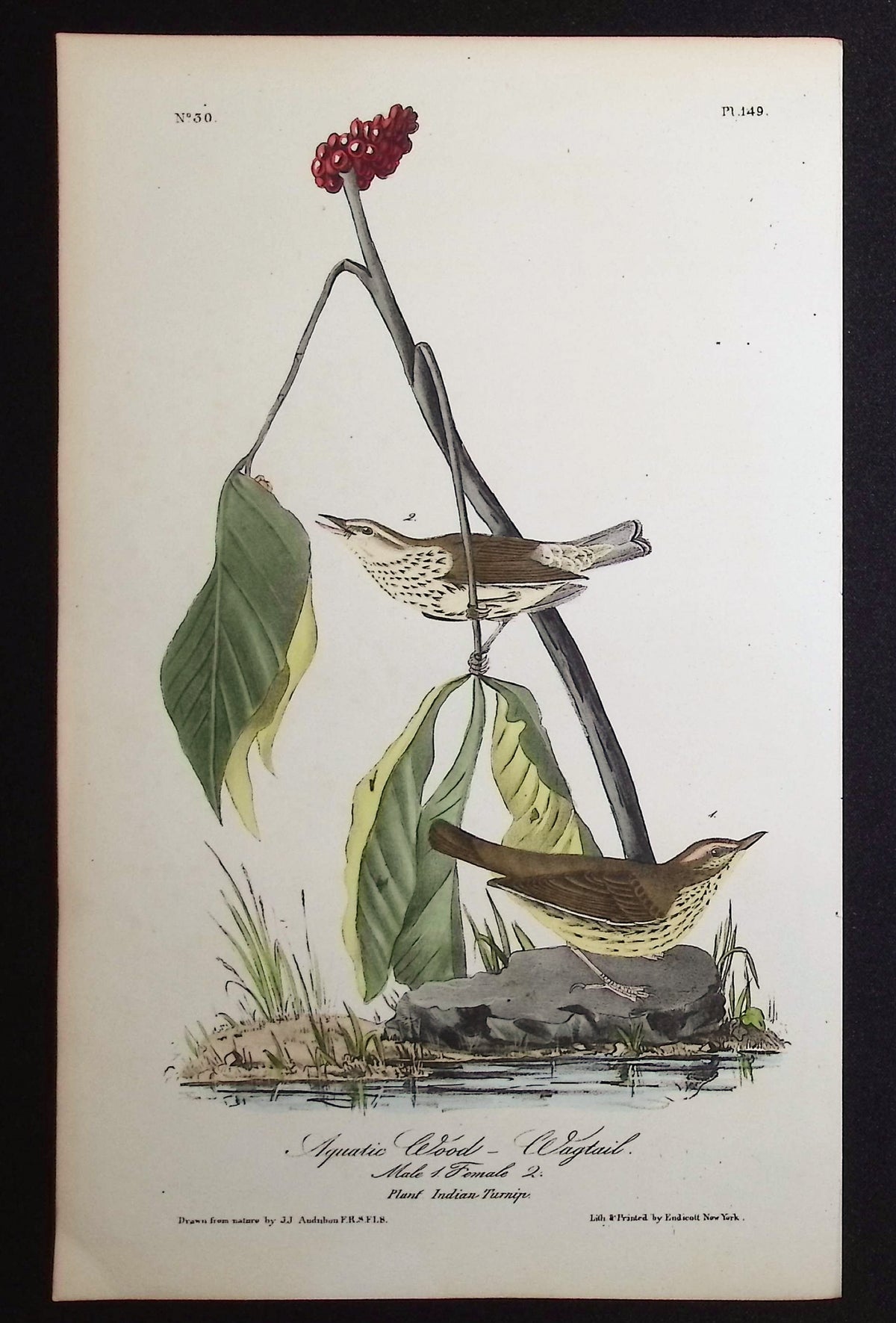Aquatic Wood-Wagtail