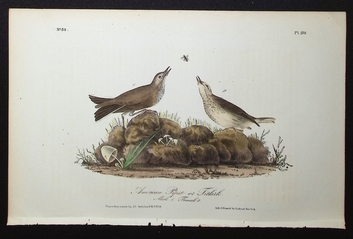 American Pipit or Titlark