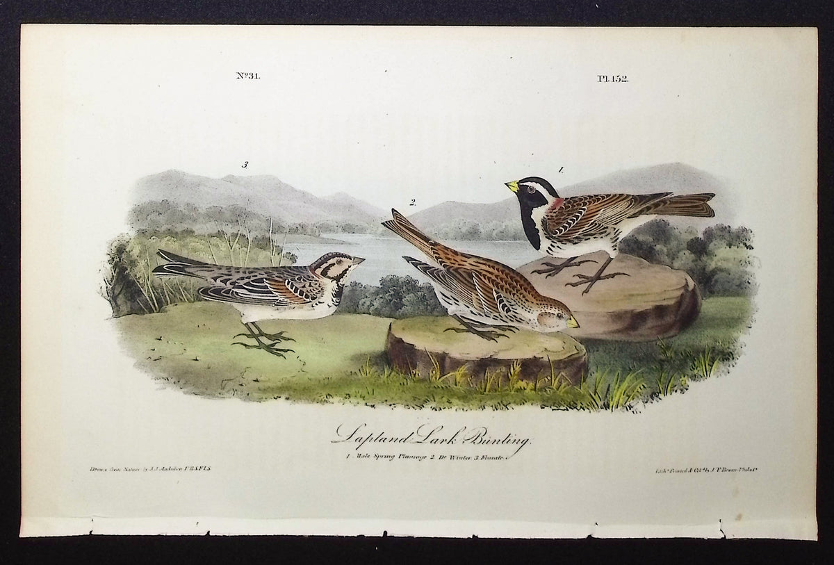 Lapland Lark Bunting