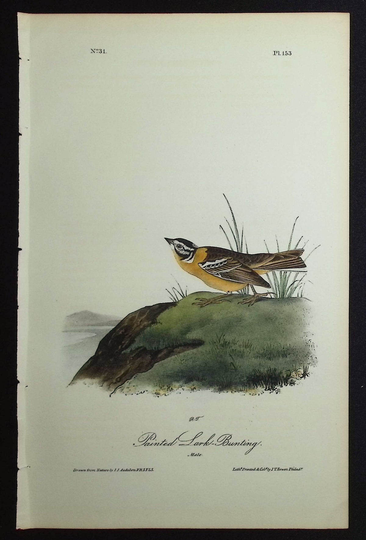 Painted Lark-Bunting