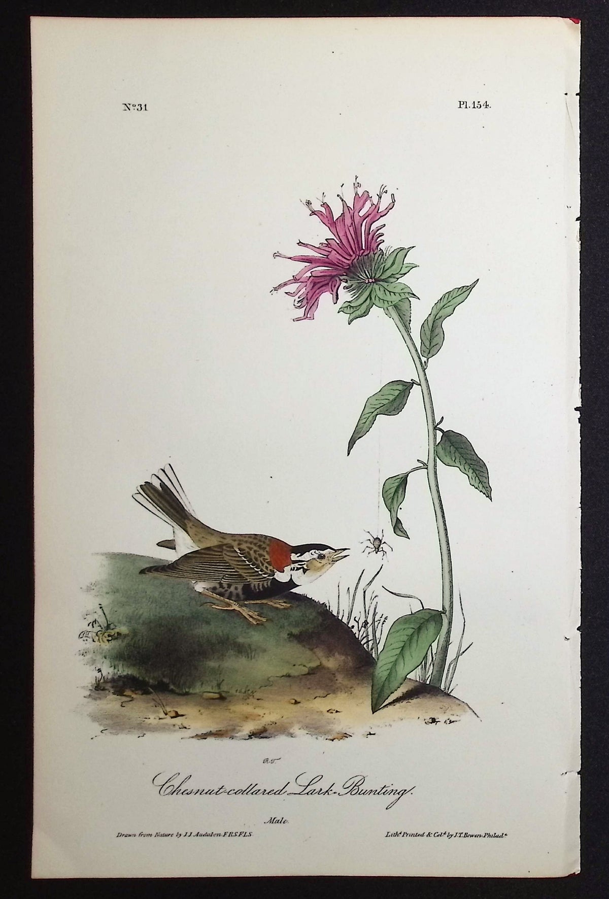 Chesnut-collared Lark-Bunting
