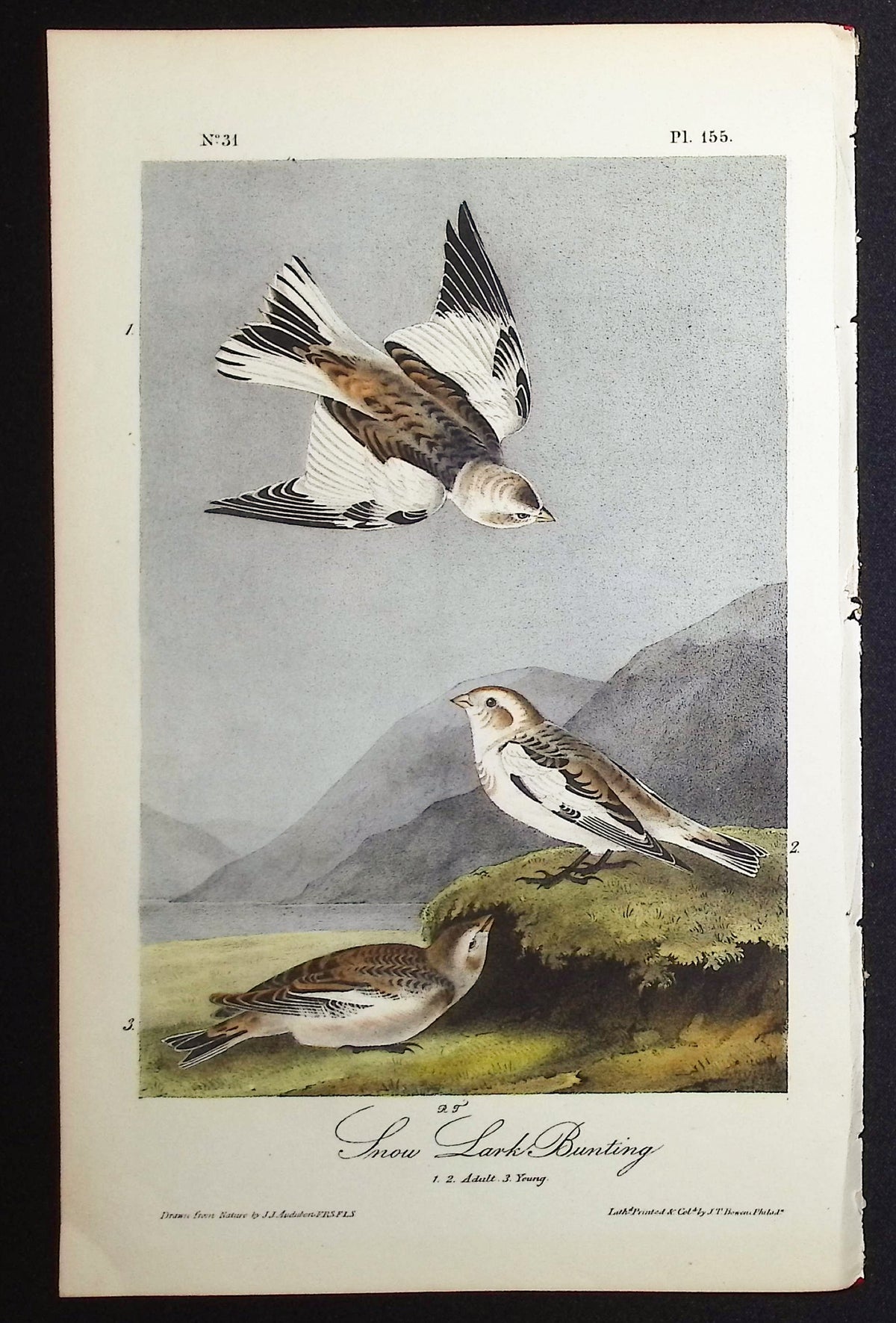 Snow Lark Bunting
