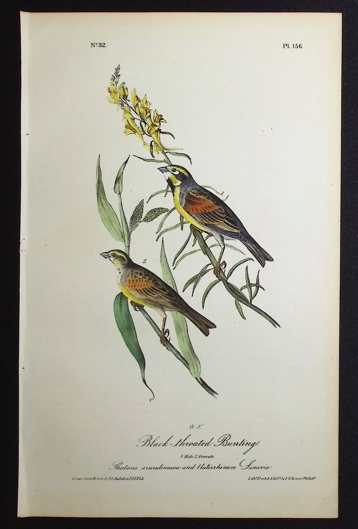 Black-throated Bunting