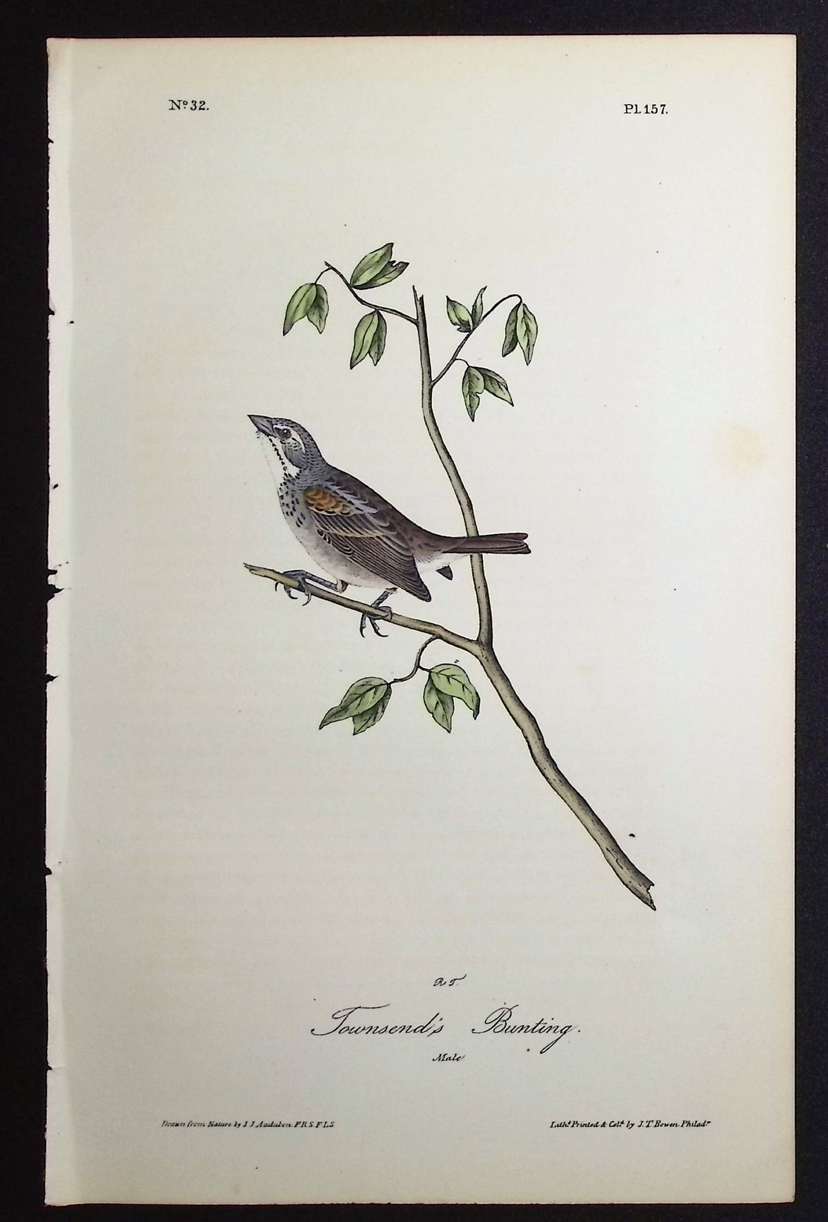Townsend's Bunting