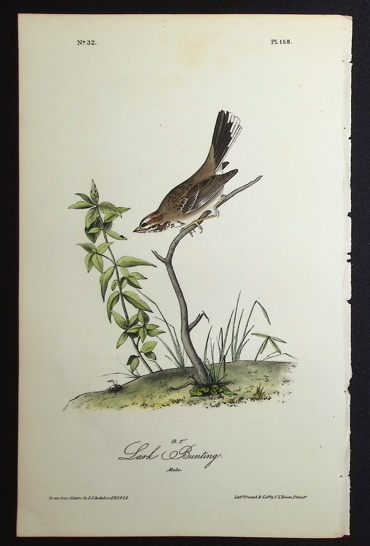 Lark Bunting