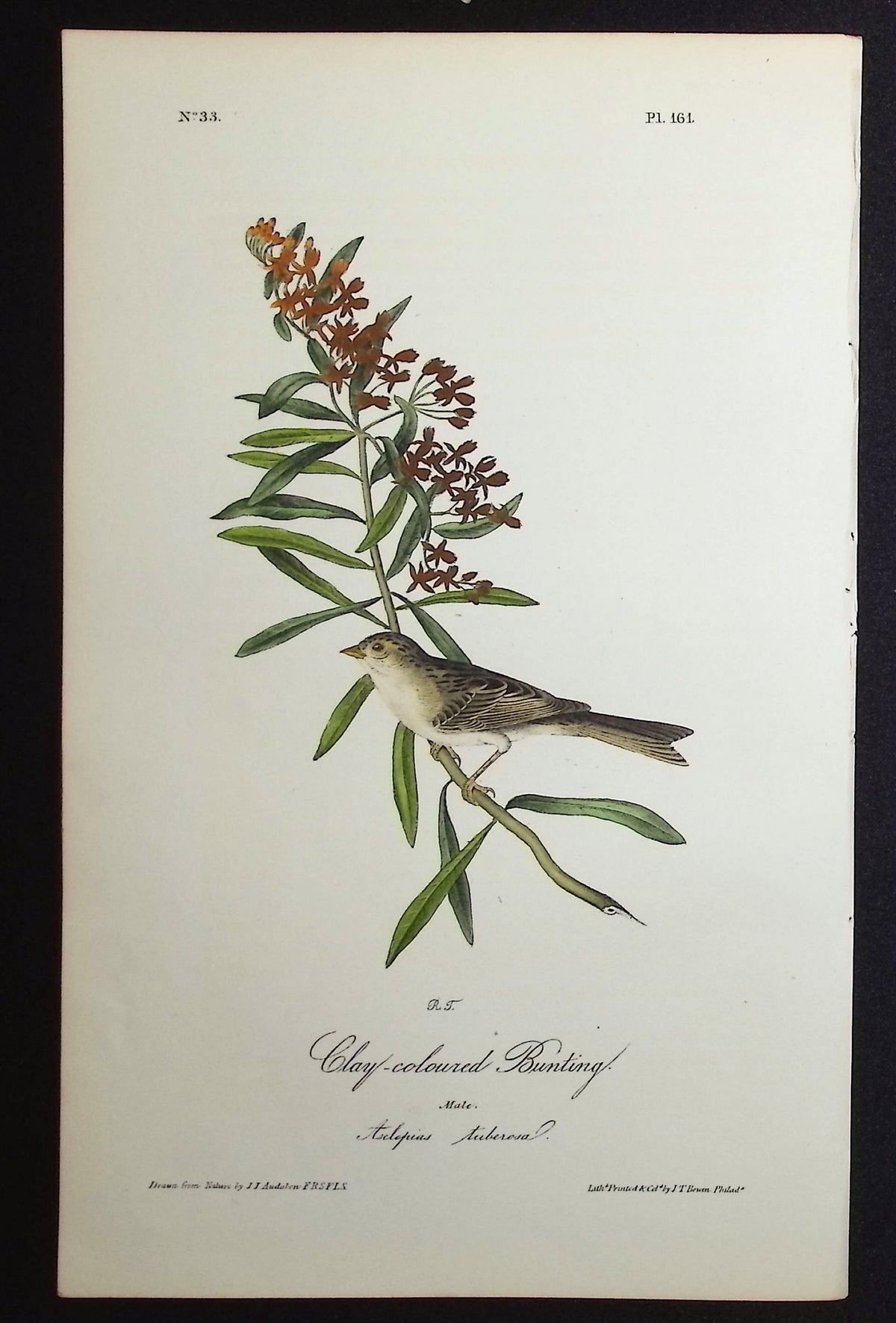 Clay-coloured Bunting