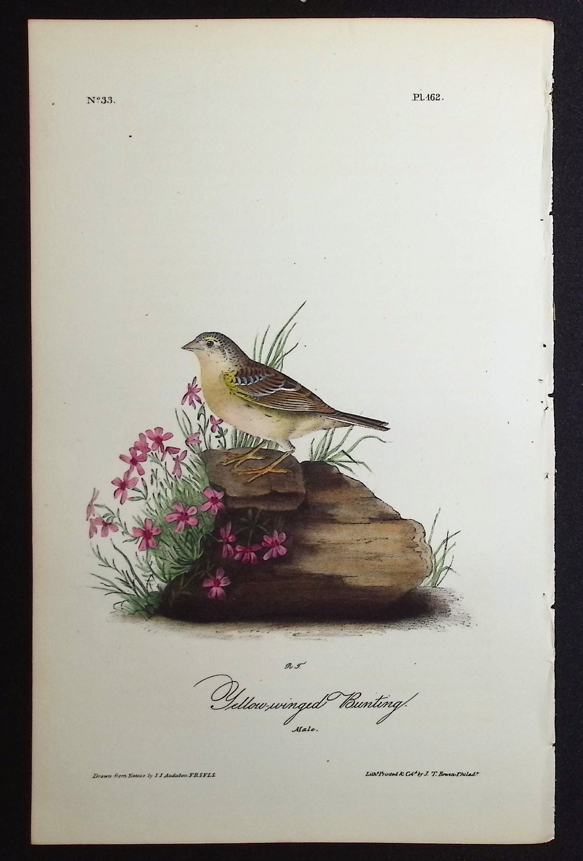 Yellow-winged Bunting