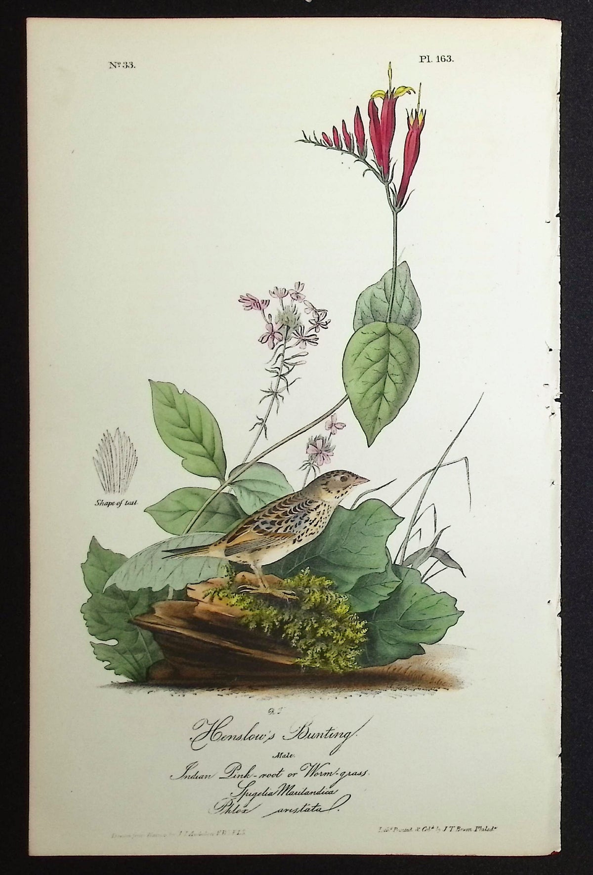 Henslow's Bunting