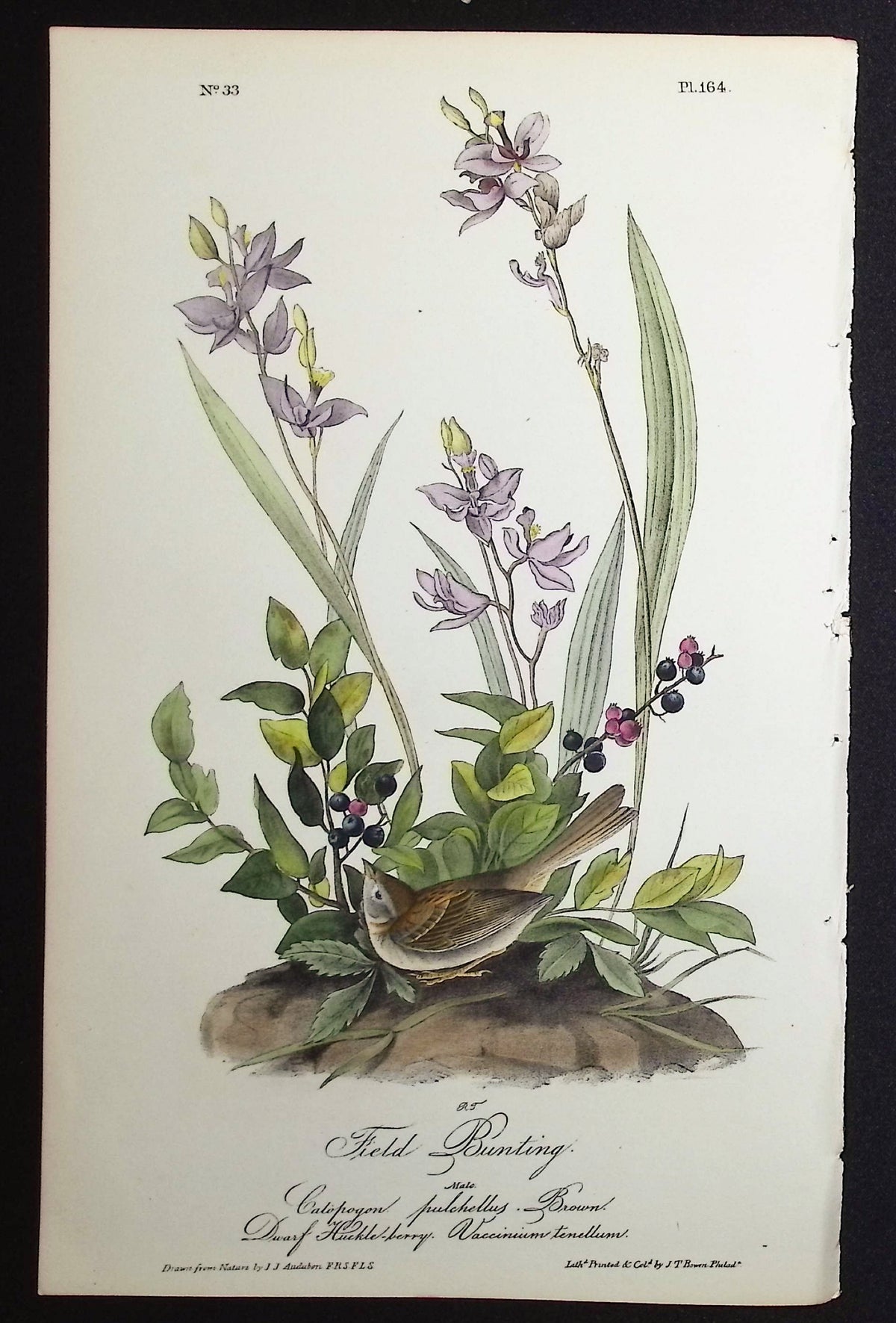 Field Bunting