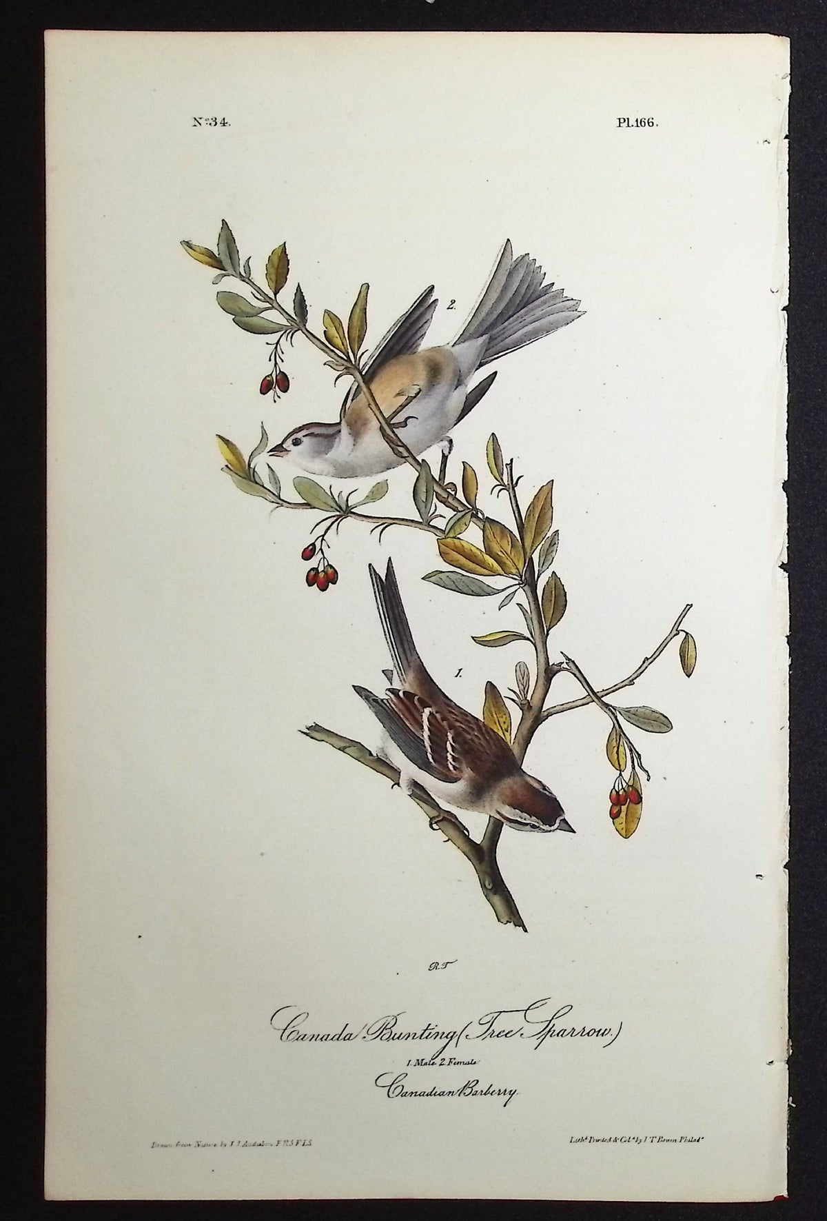 Canada Bunting (Tree Sparrow)