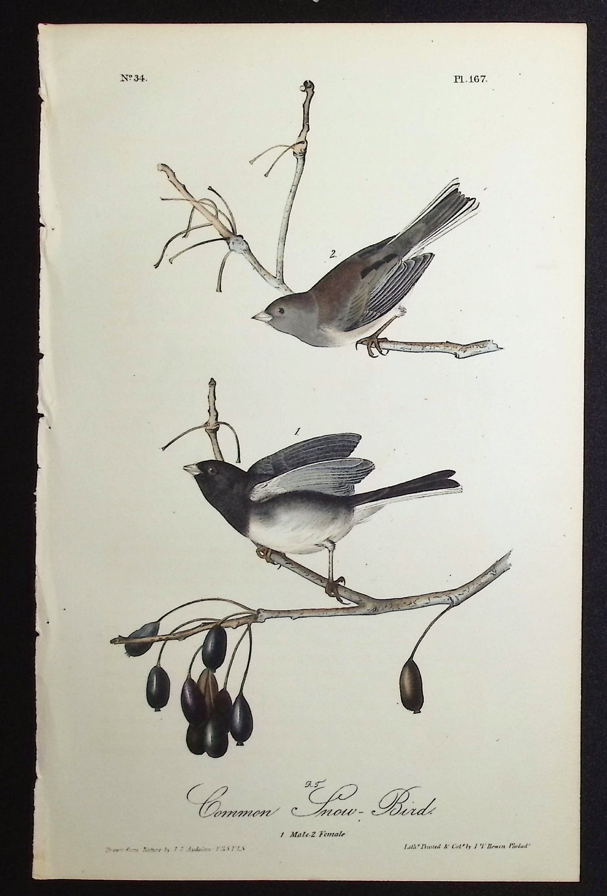 Common Snow-Bird