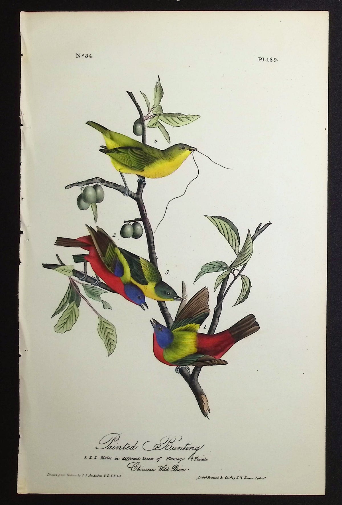 Painted Bunting
