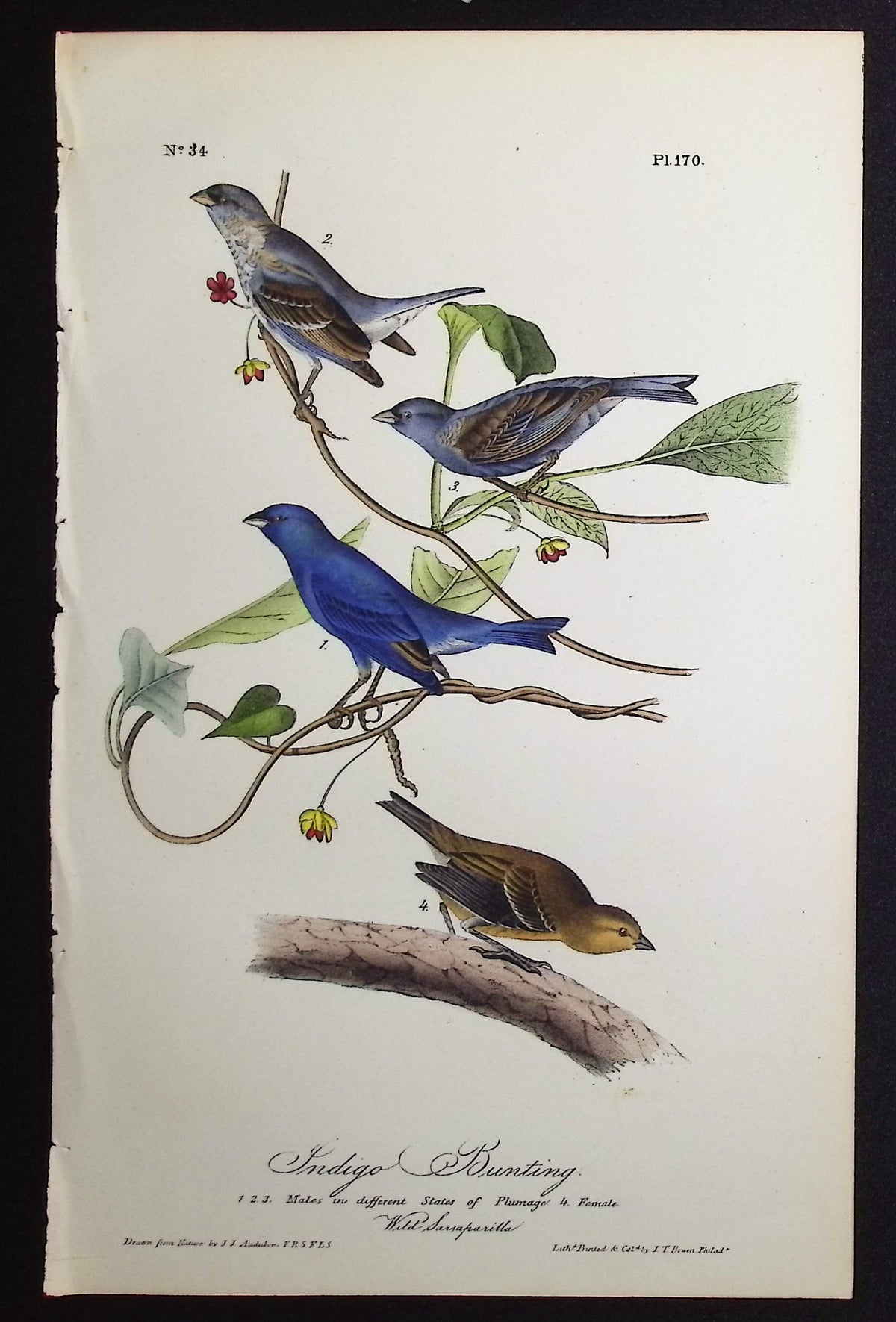 Indigo Bunting