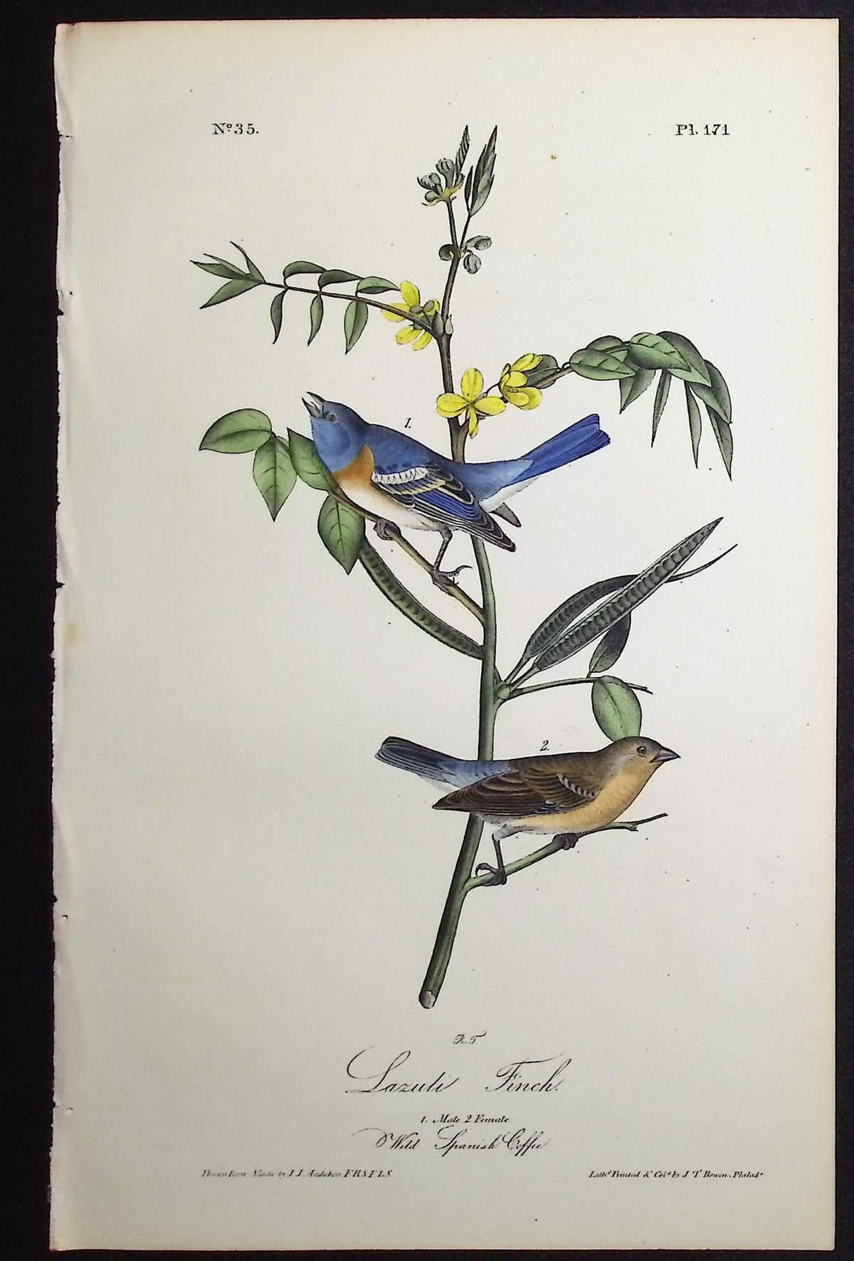 Lazuli Finch