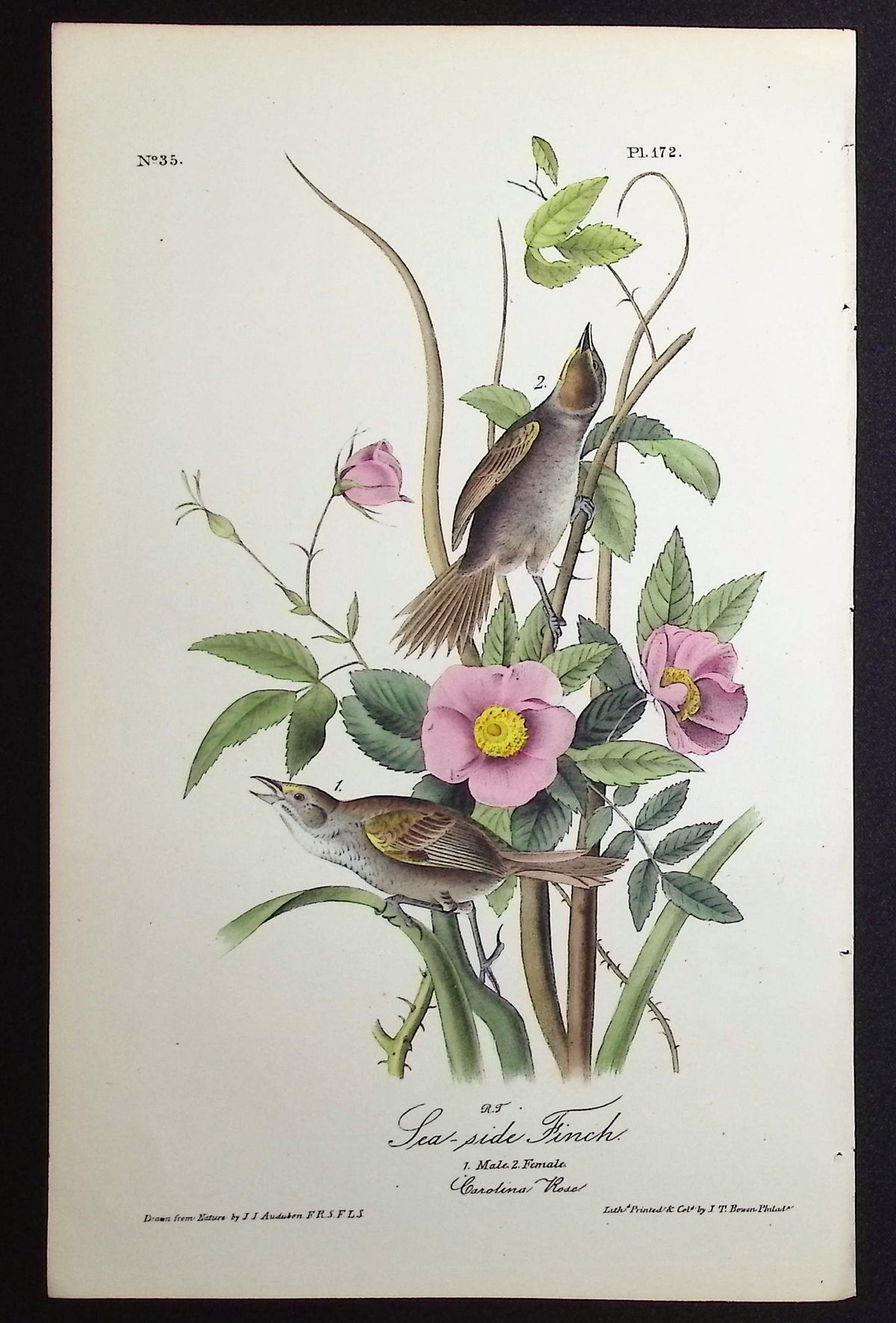 Sea-side Finch