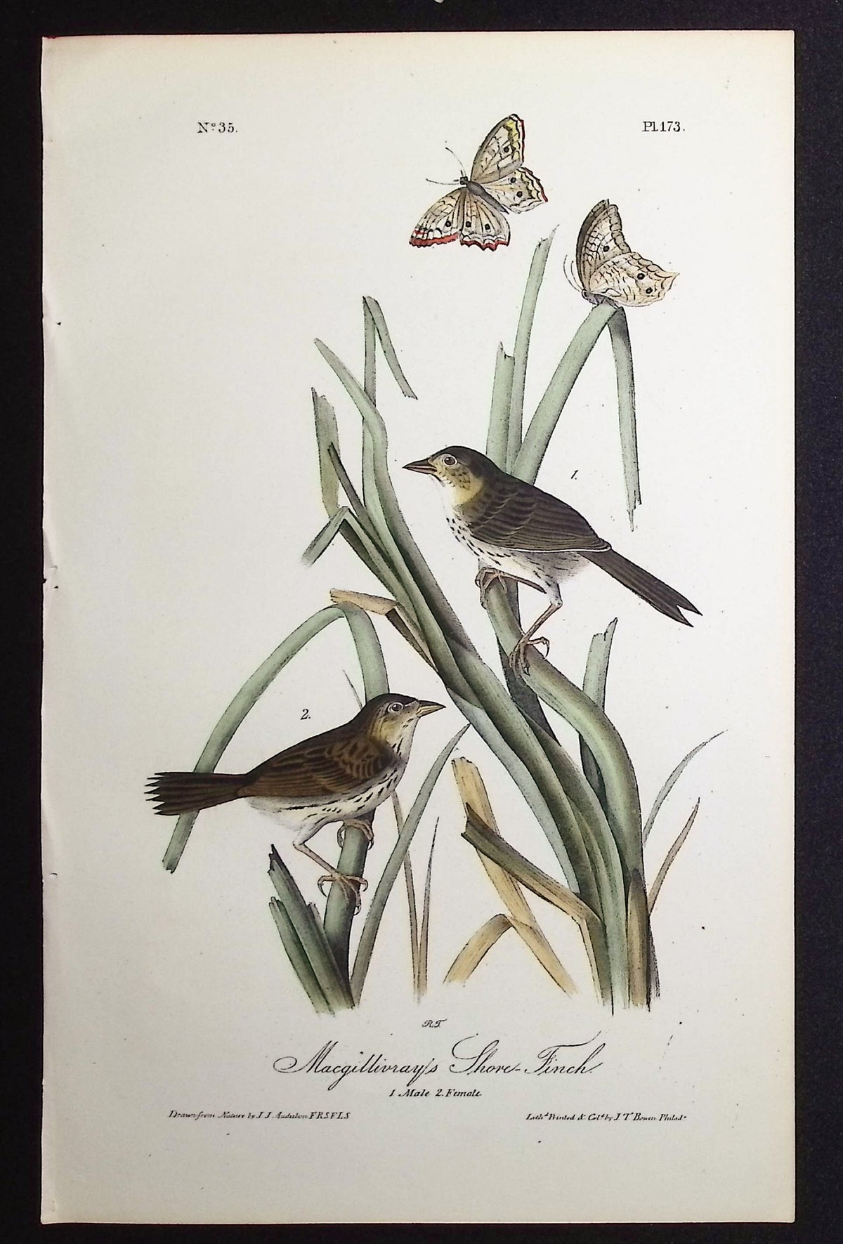 Macgillivray's Shore-Finch