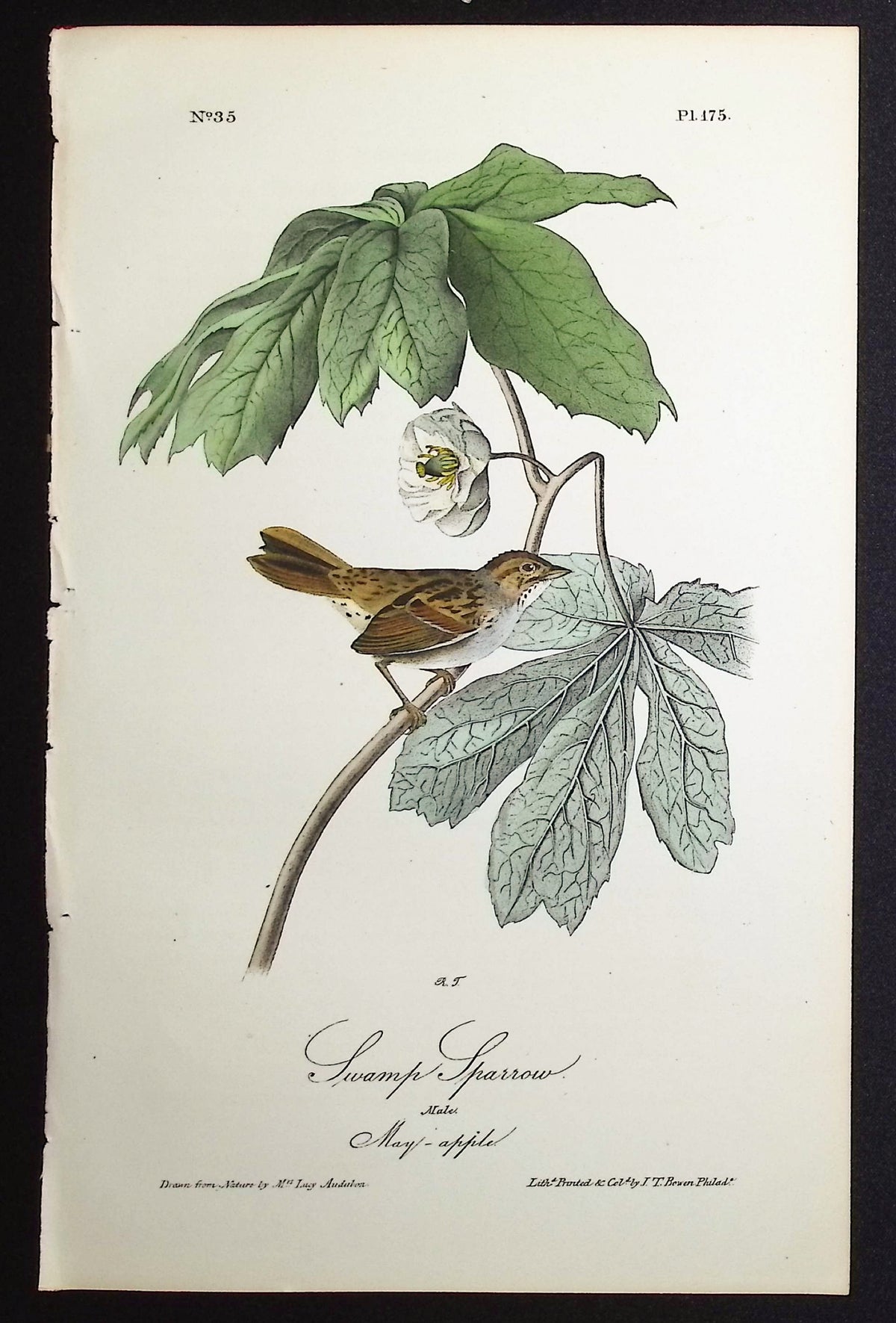 Swamp Sparrow