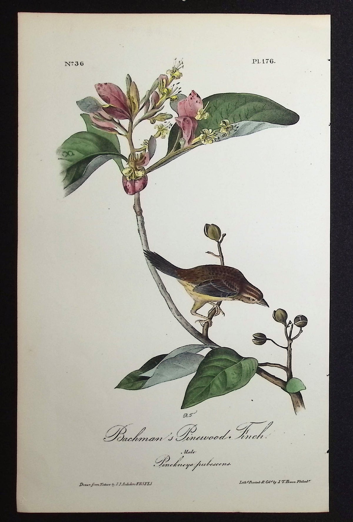 Bachman's Pinewood Finch
