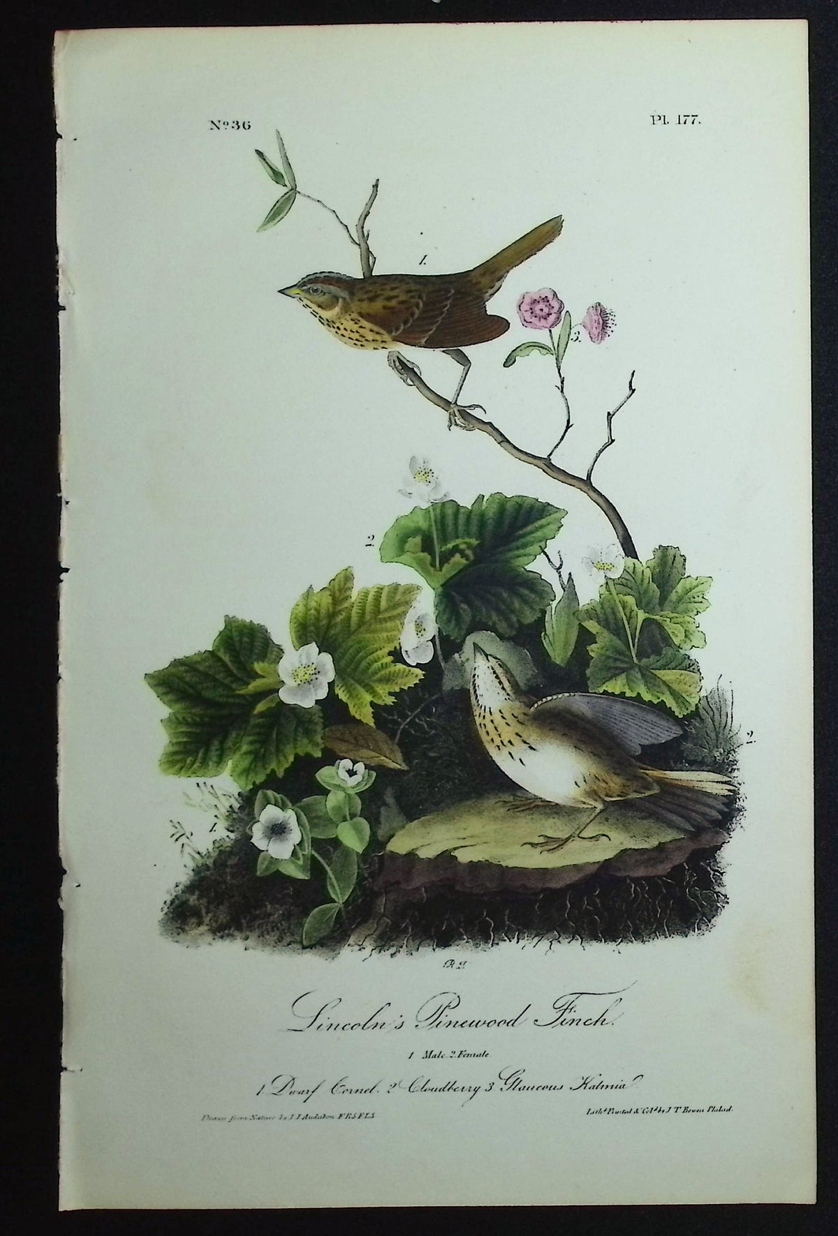 Lincoln's Pinewood Finch