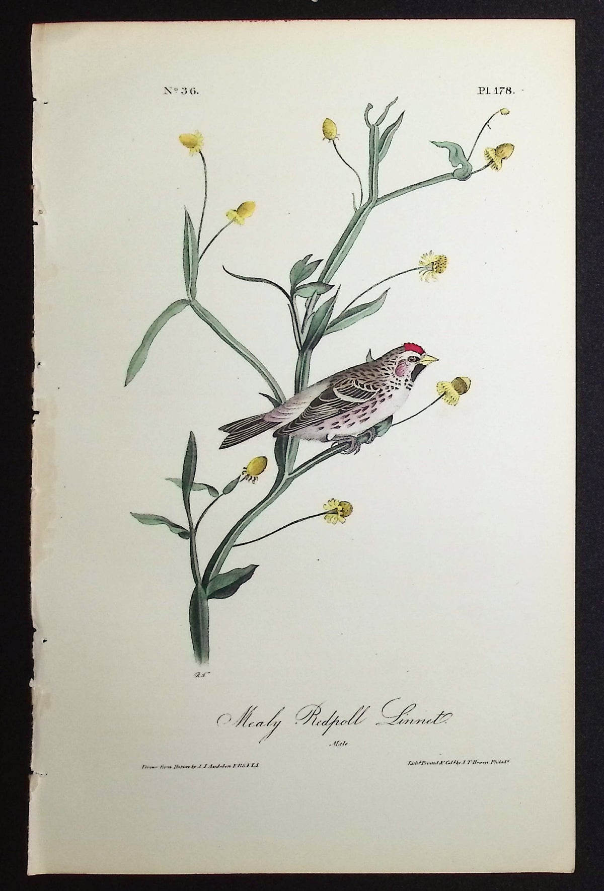 Mealy Redpoll Linnet