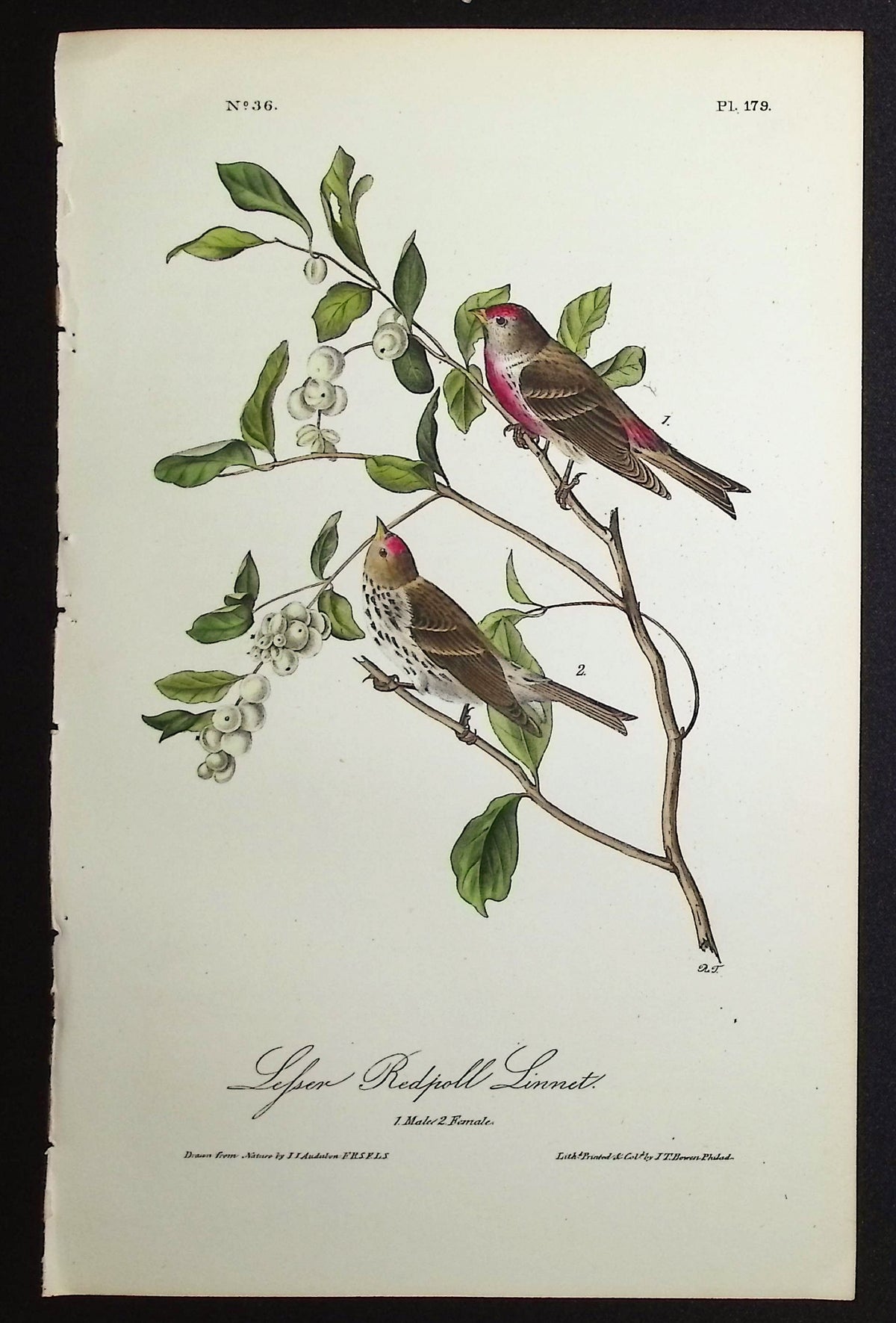Lesser Redpoll Linnet