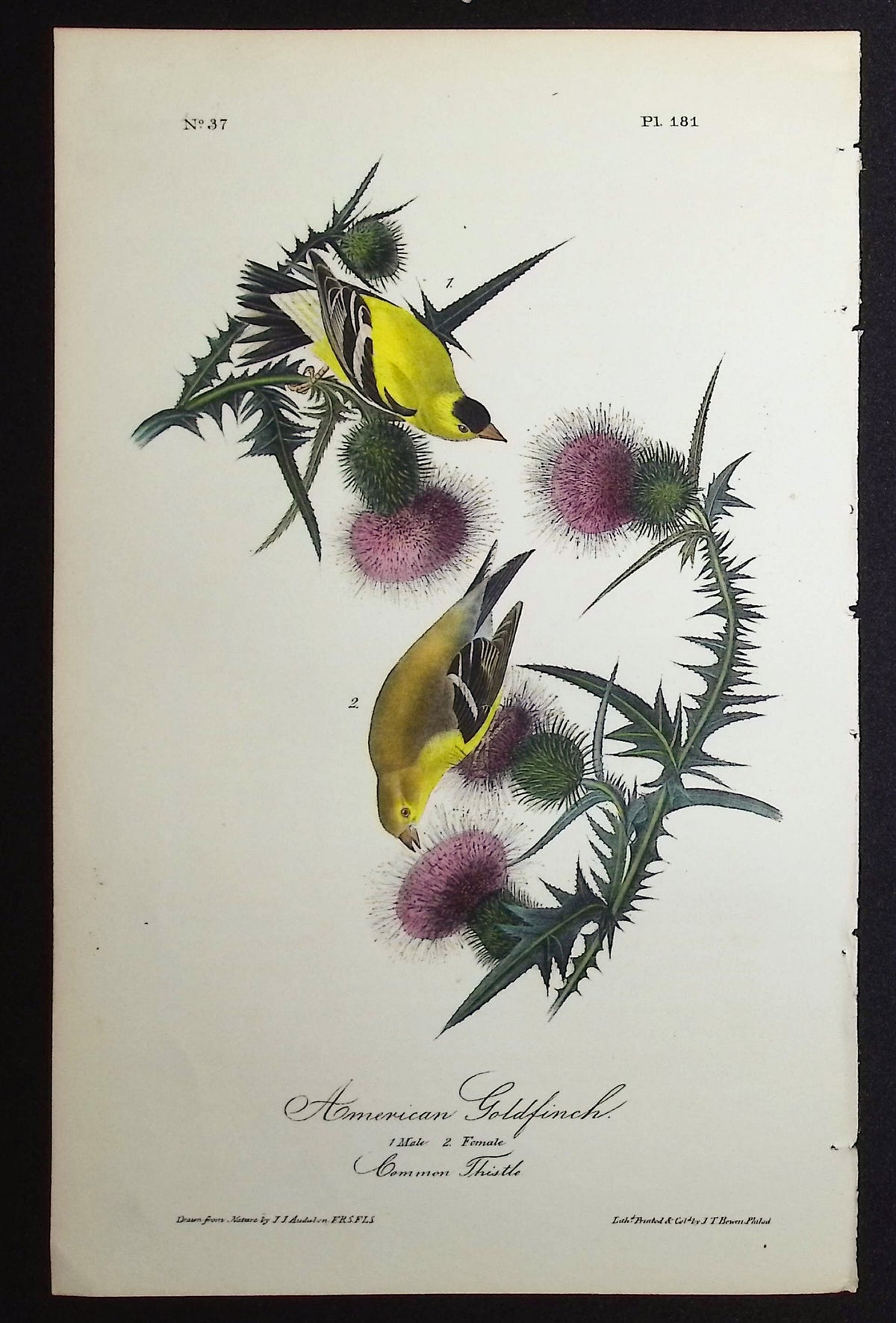 American Goldfinch
