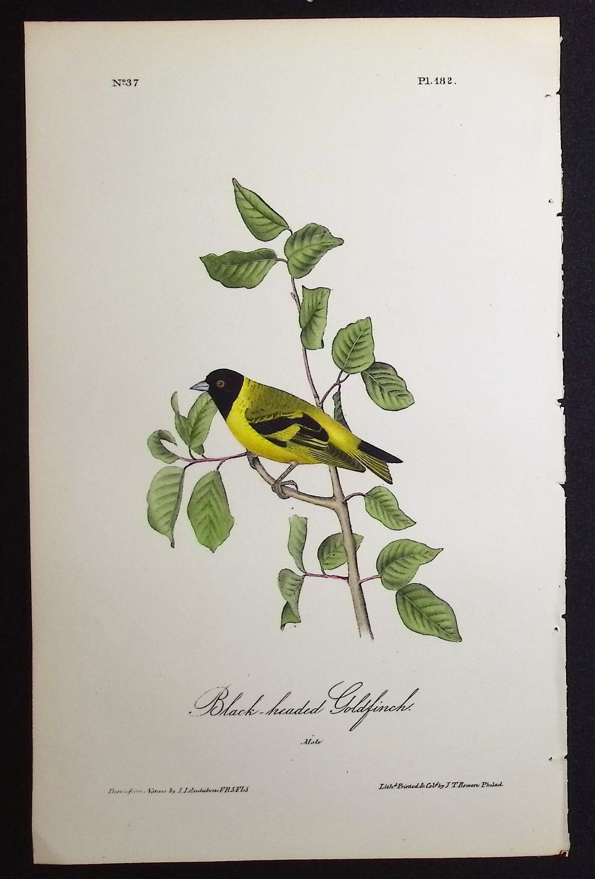 Black-headed Goldfinch