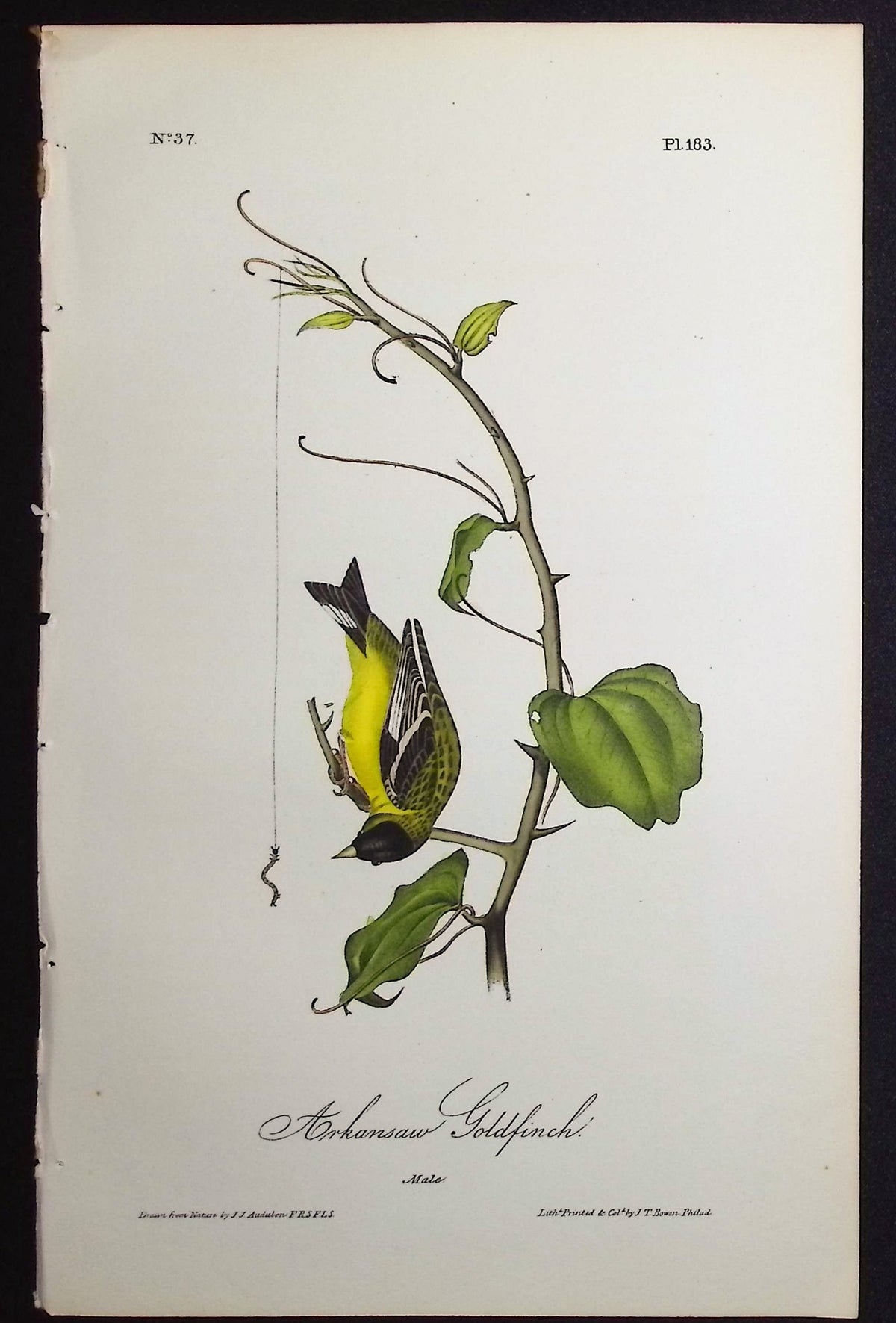 Arkansaw Goldfinch
