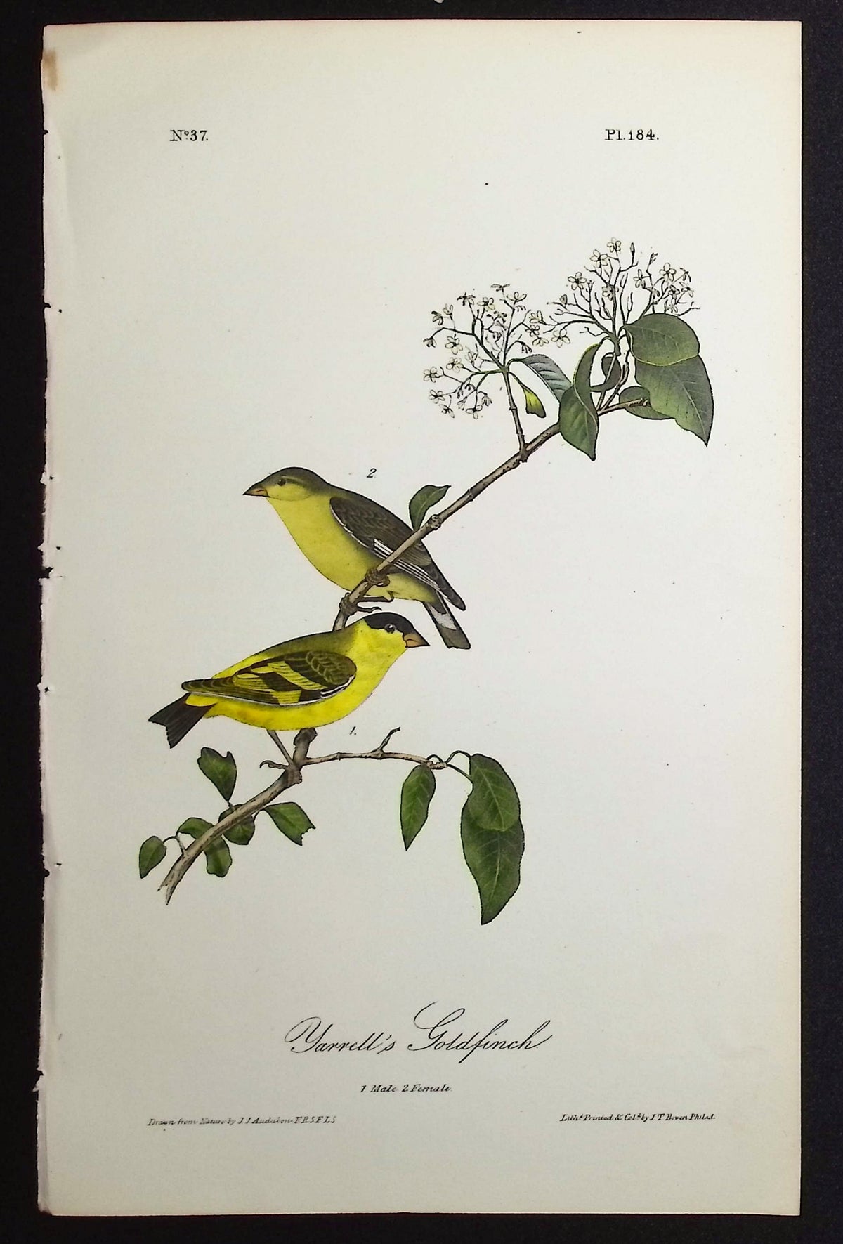 Yarrell's Goldfinch