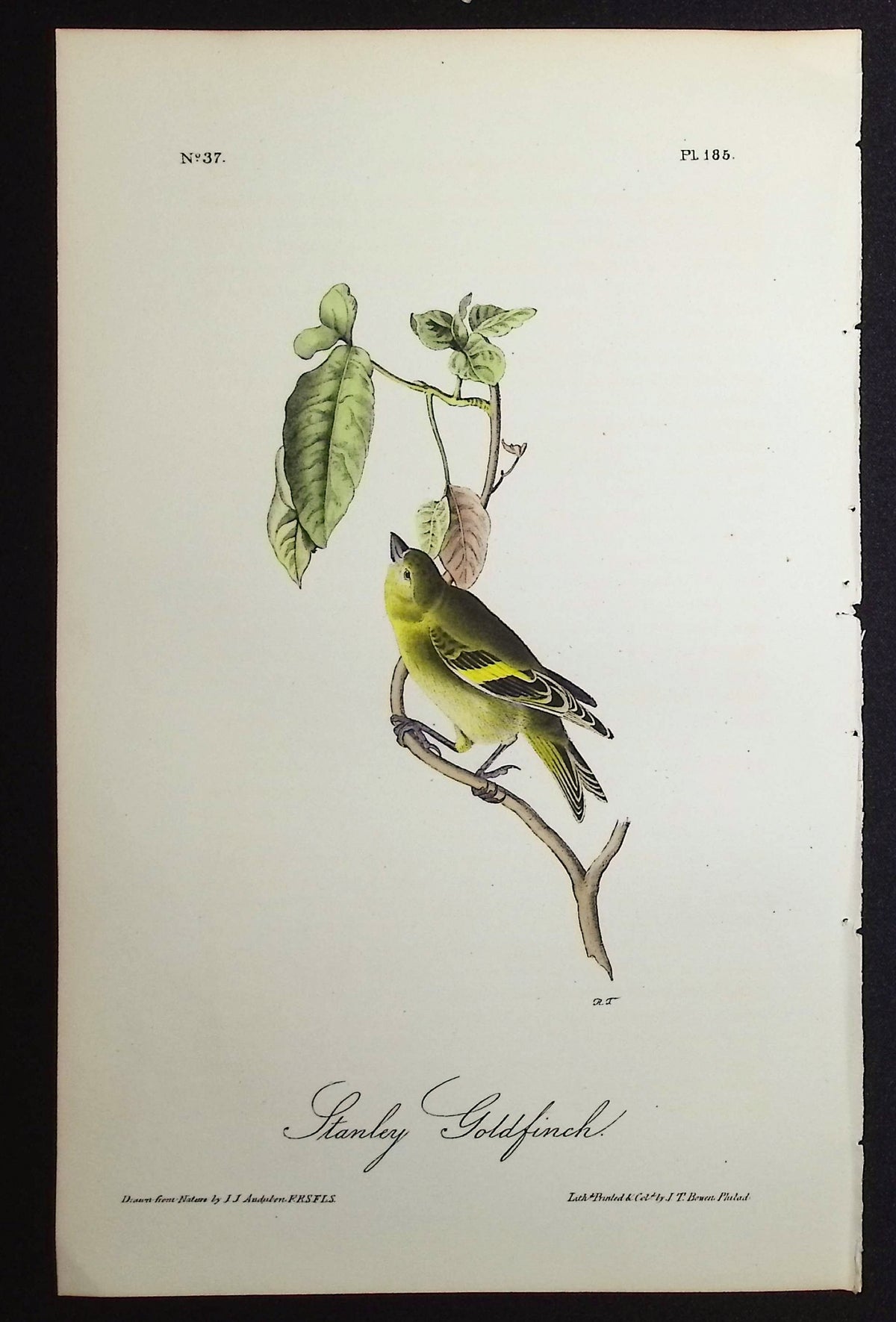 Stanley Goldfinch