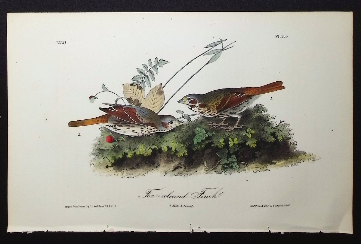 Fox-coloured Finch