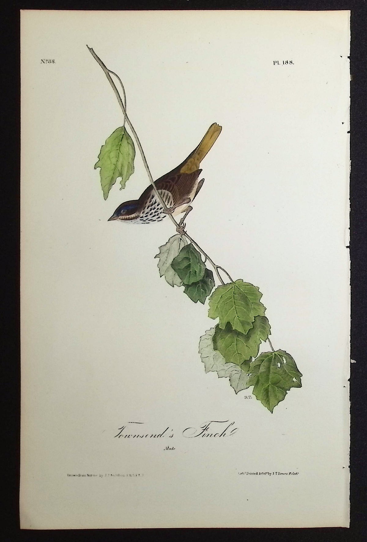 Brown Finch