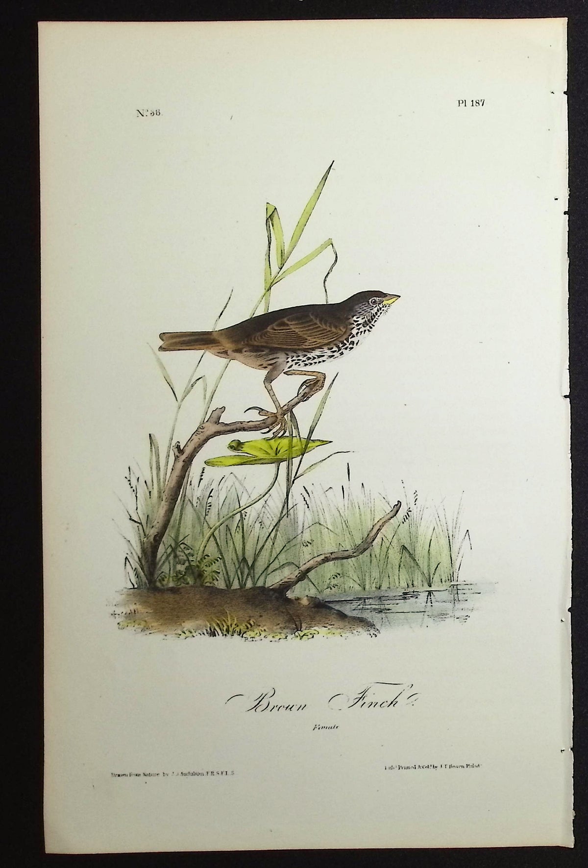 Townsend's Finch
