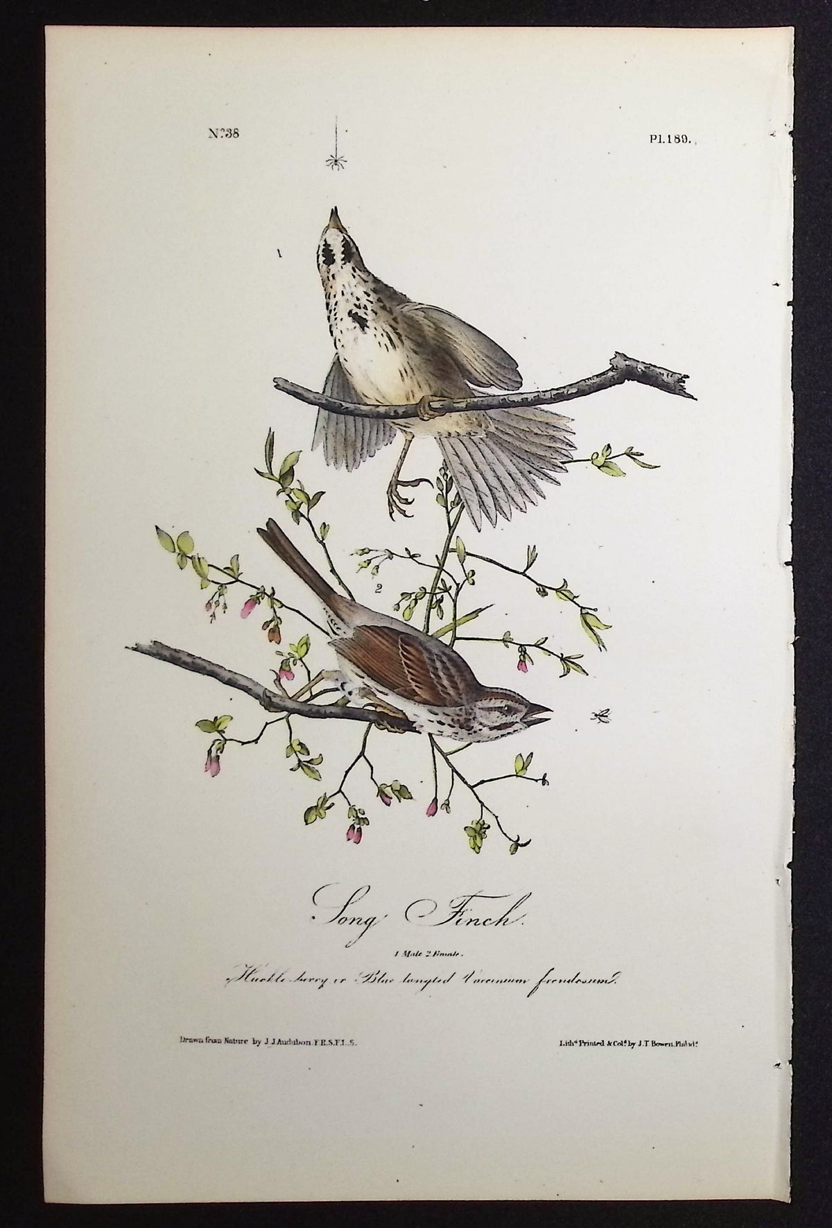 Song Finch